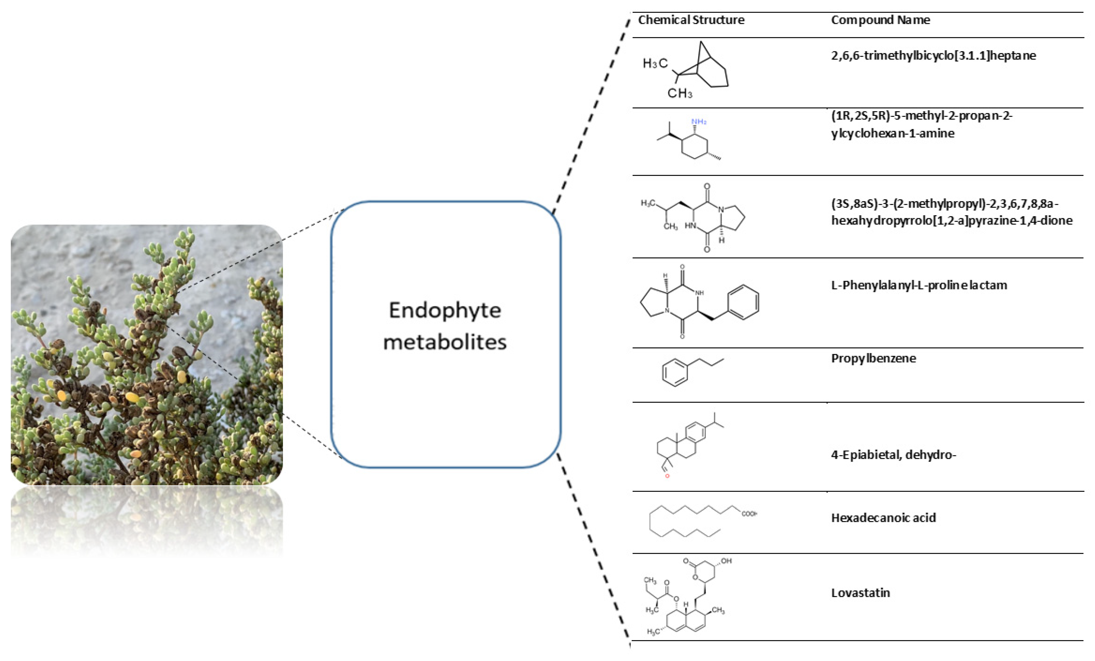 Plants 13 02218 g004