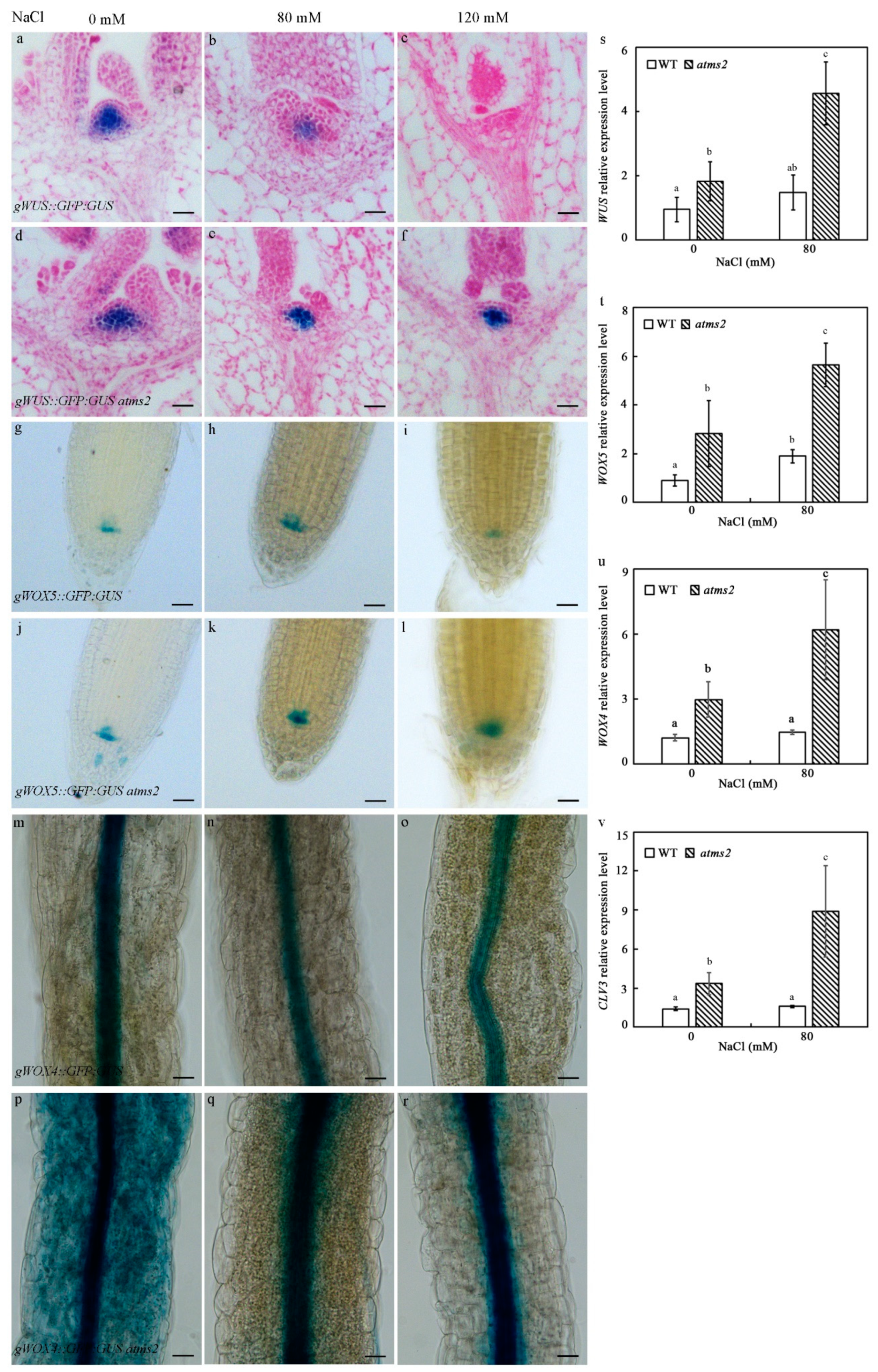 Plants 13 02224 g004