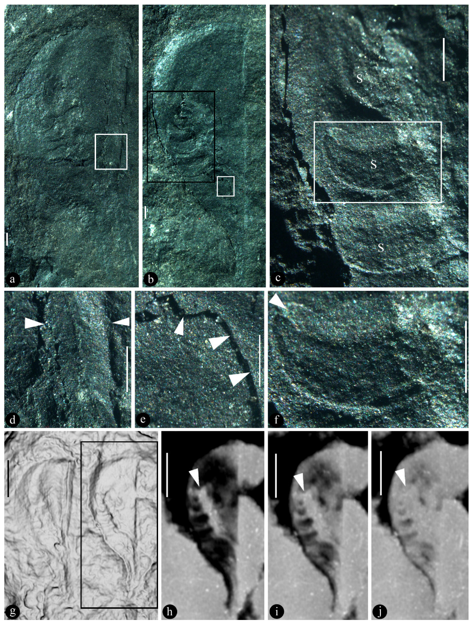 Plants 13 02239 g001