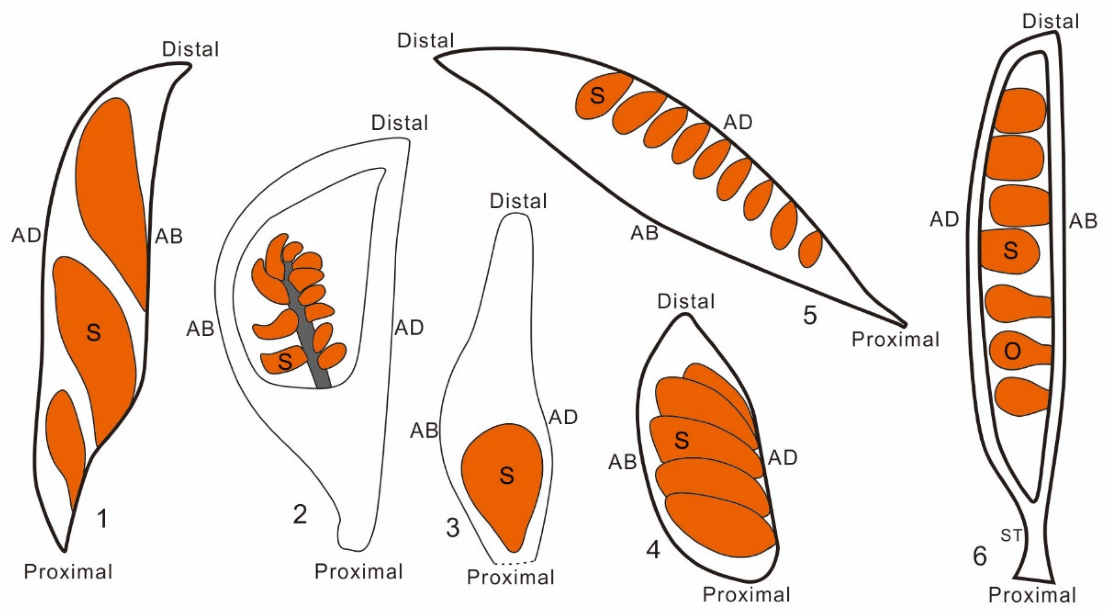 Plants 13 02239 g003