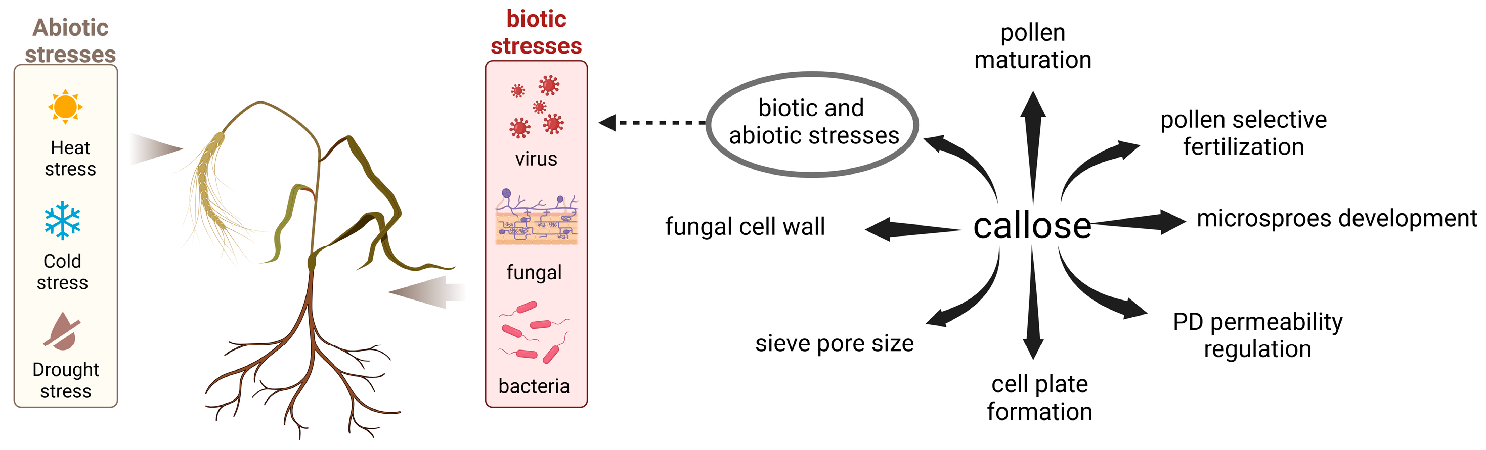 Plants 13 02242 g001