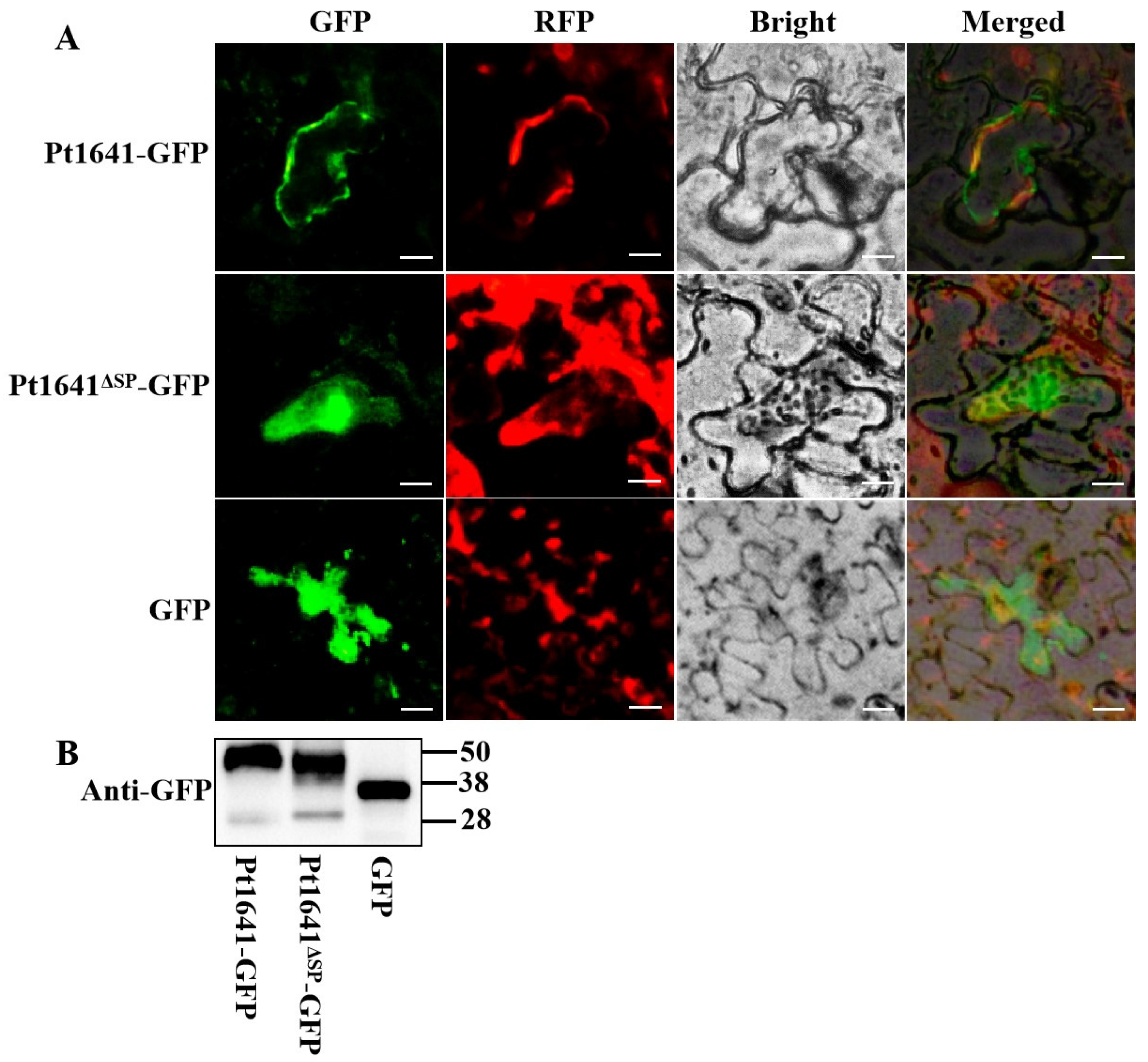 Plants 13 02255 g004