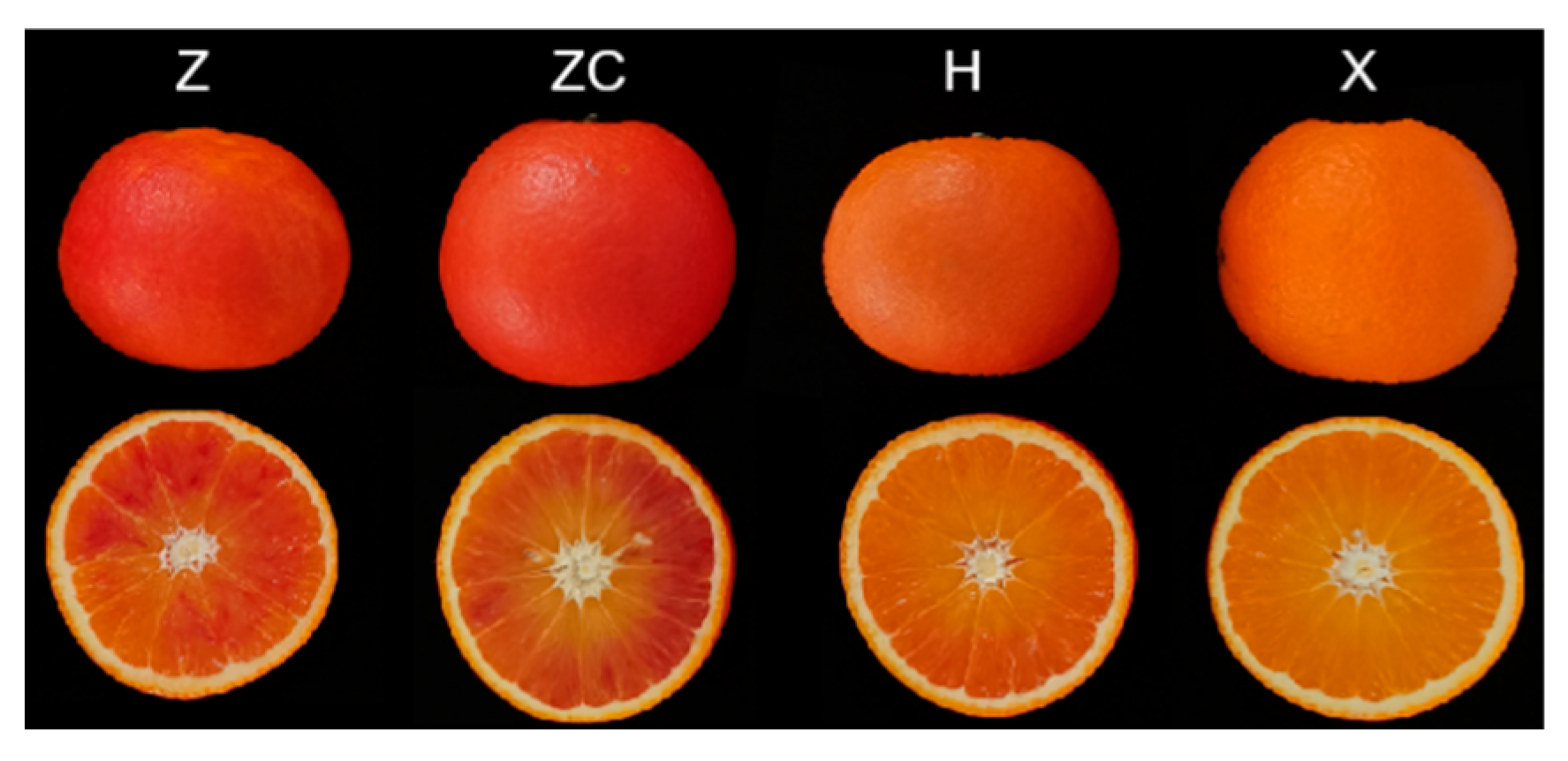 Plants 13 02259 g001