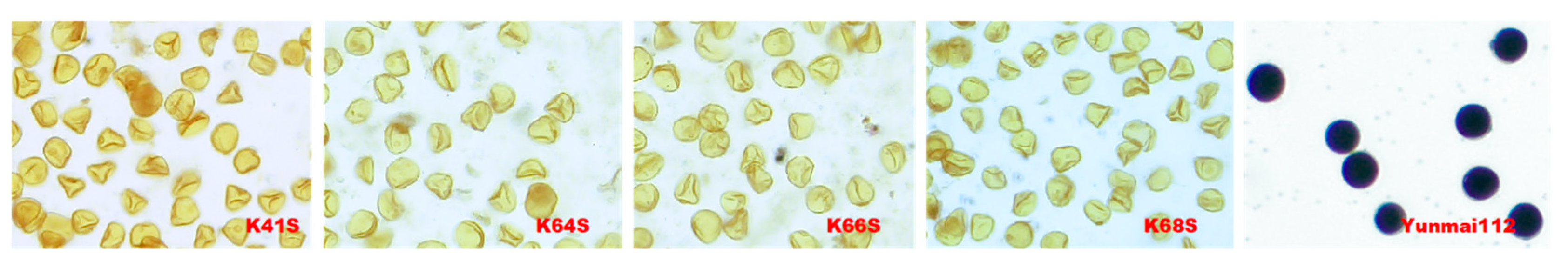 Plants 13 02267 g001