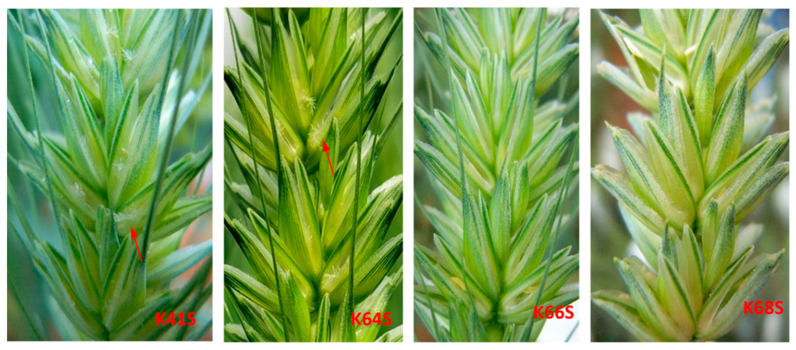 Plants 13 02267 g002