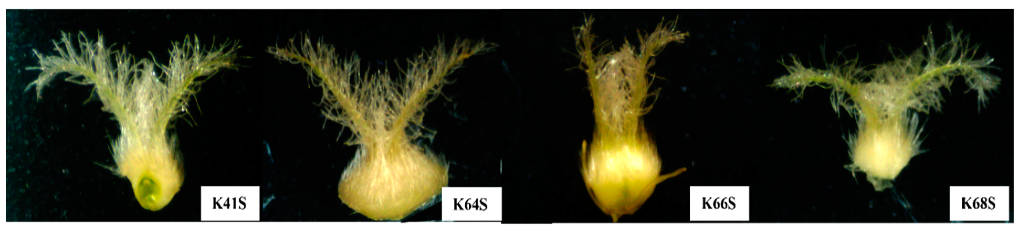 Plants 13 02267 g003