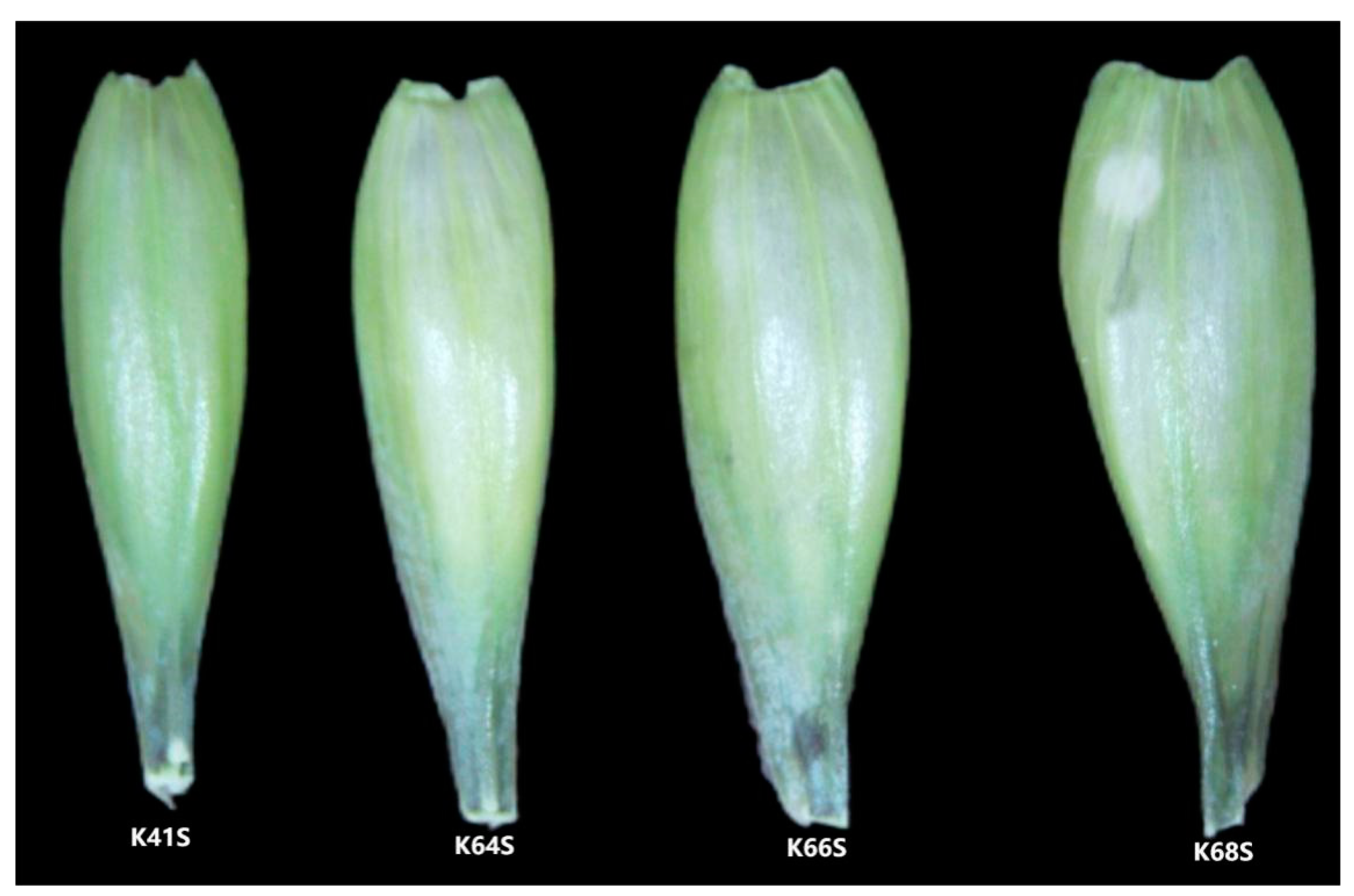 Plants 13 02267 g005