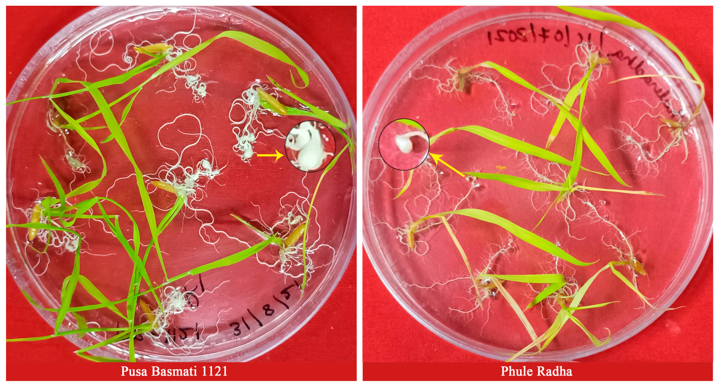 Plants 13 02271 g001