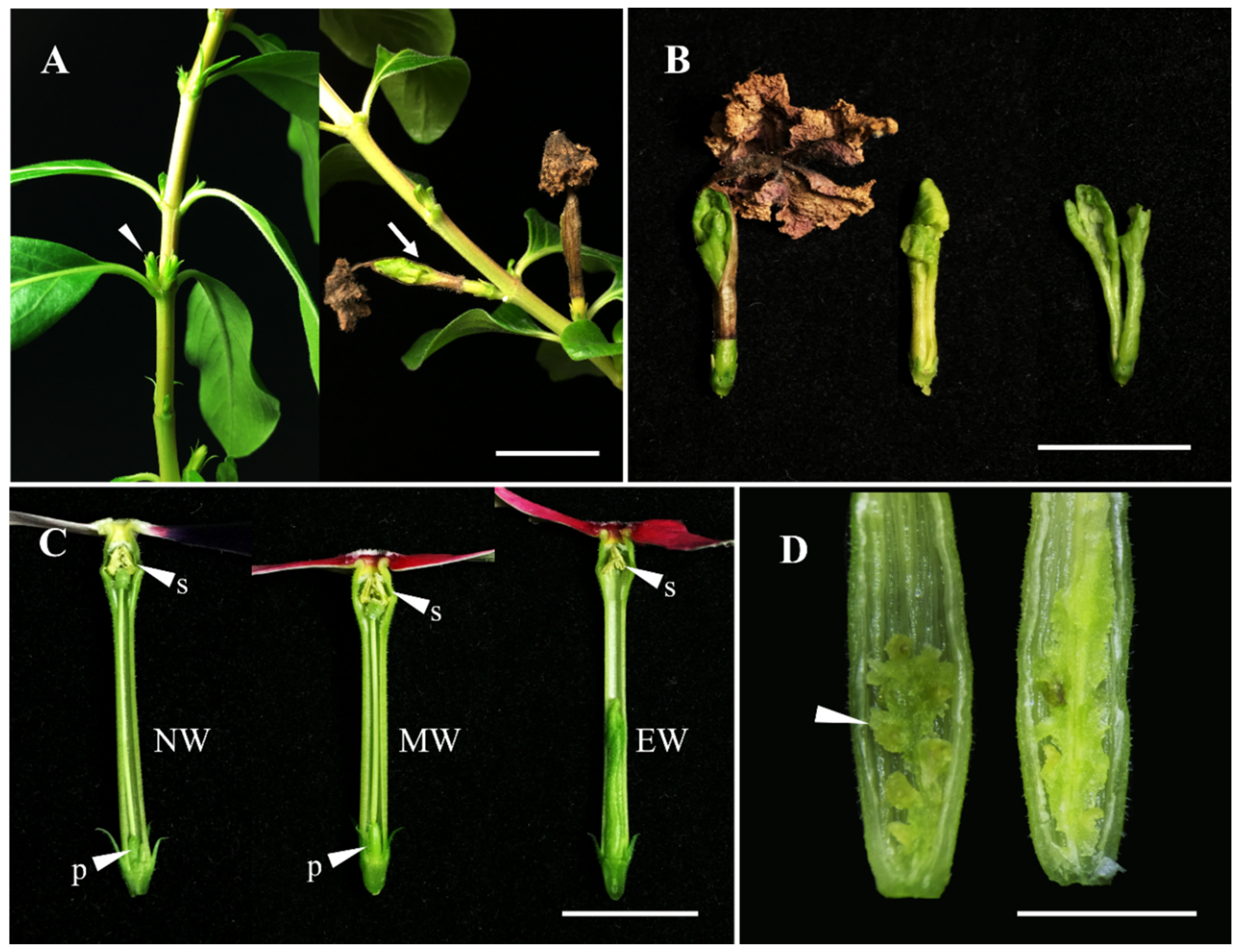 Plants 13 02272 g004 Plants 13 02272 g004