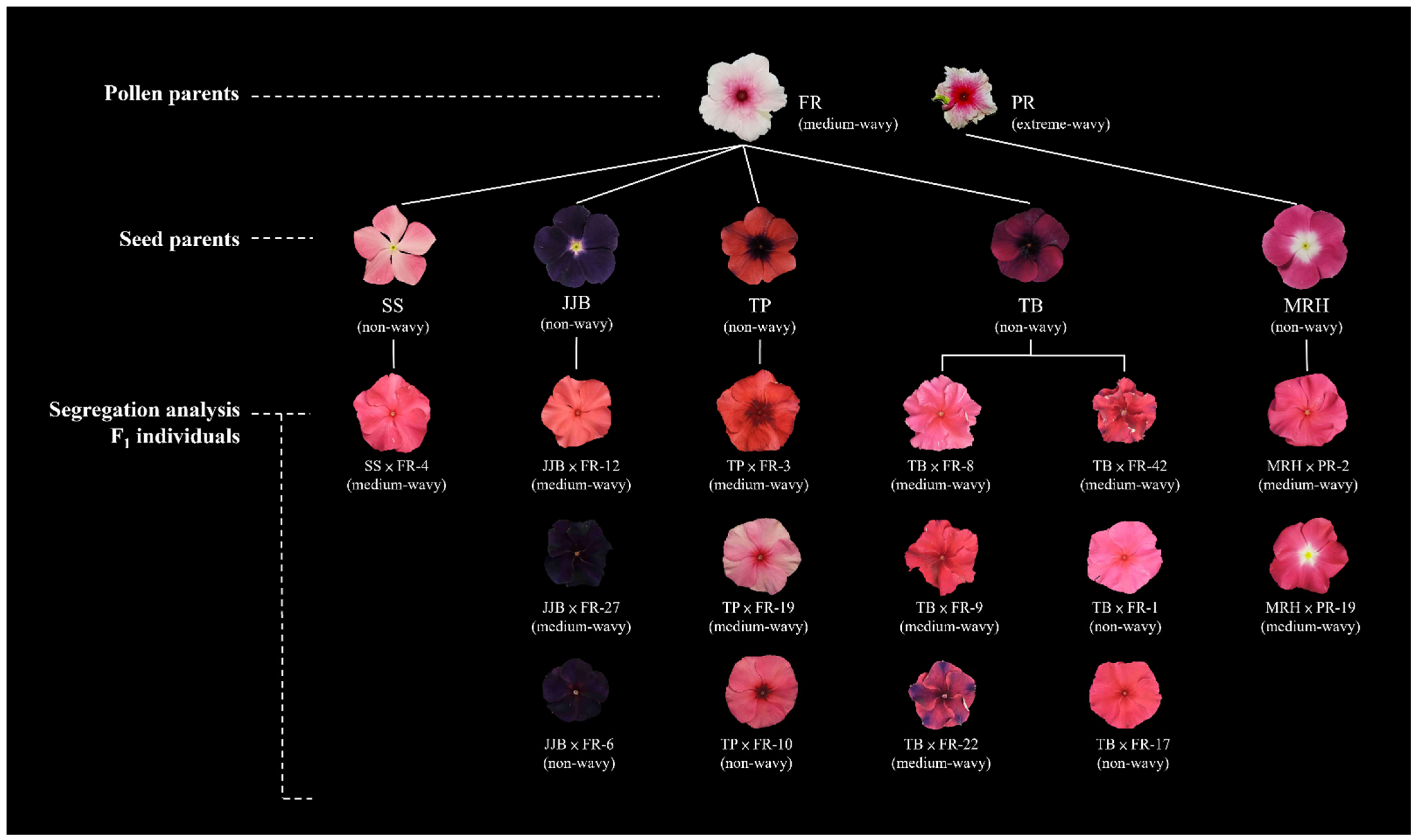 Plants 13 02272 g005 Plants 13 02272 g005