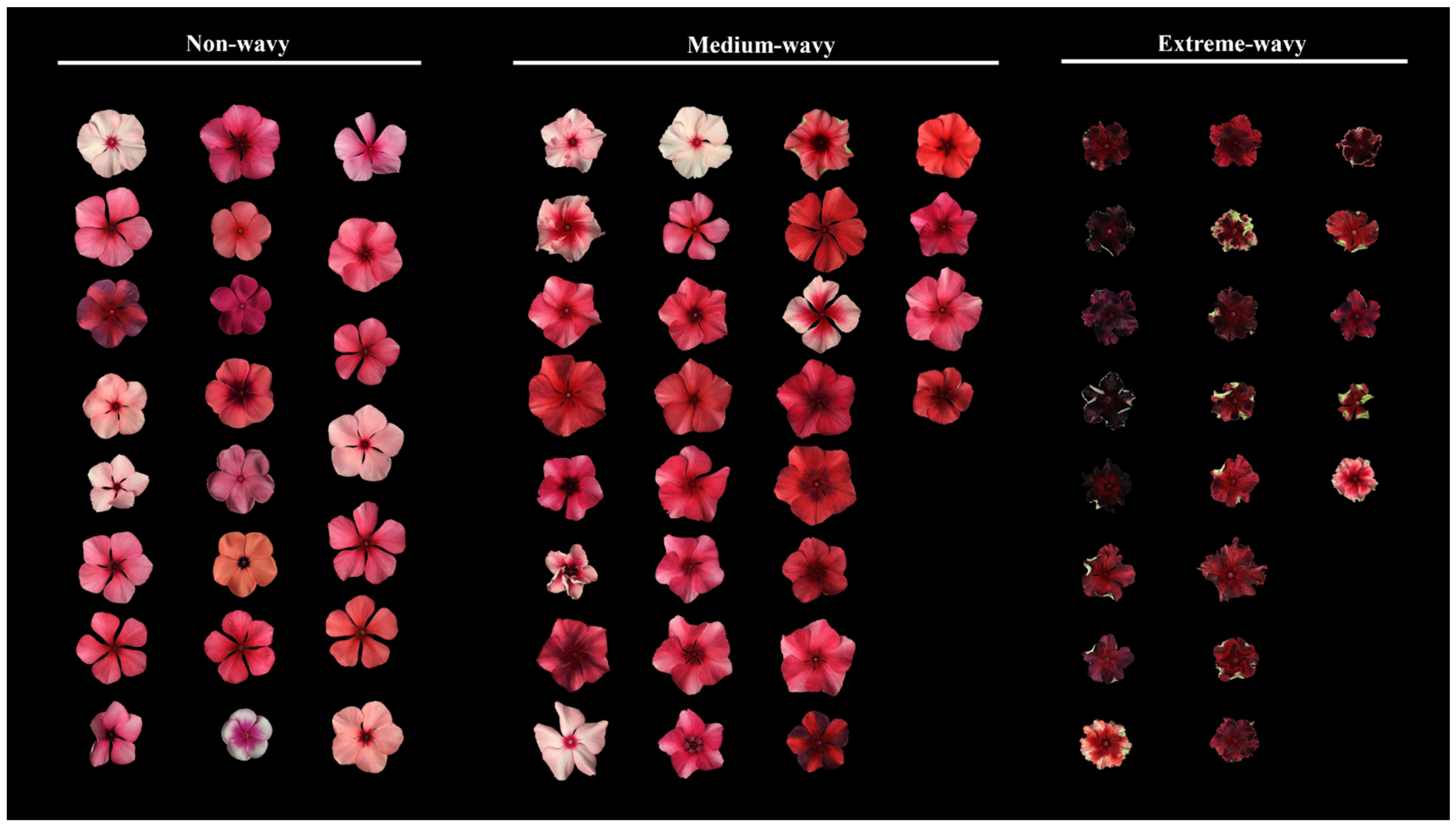 Plants 13 02272 g006 Plants 13 02272 g006