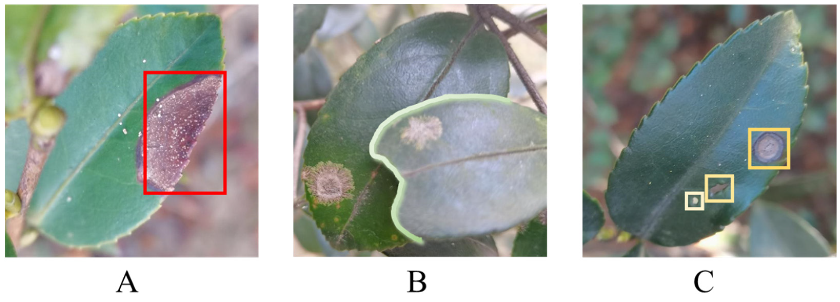 Plants 13 02274 g001