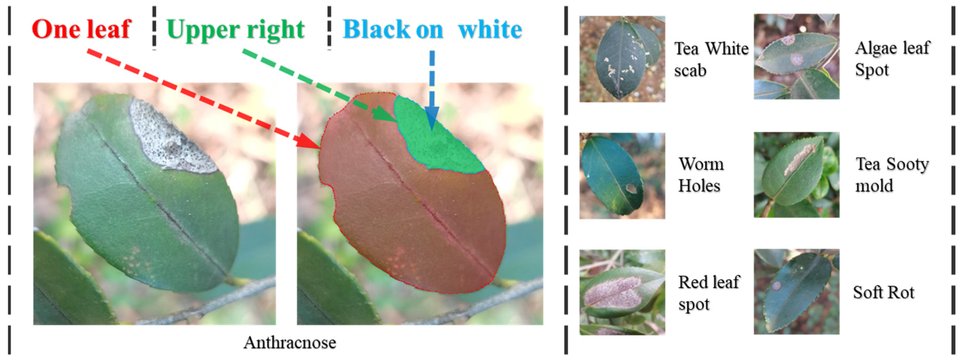 Plants 13 02274 g002