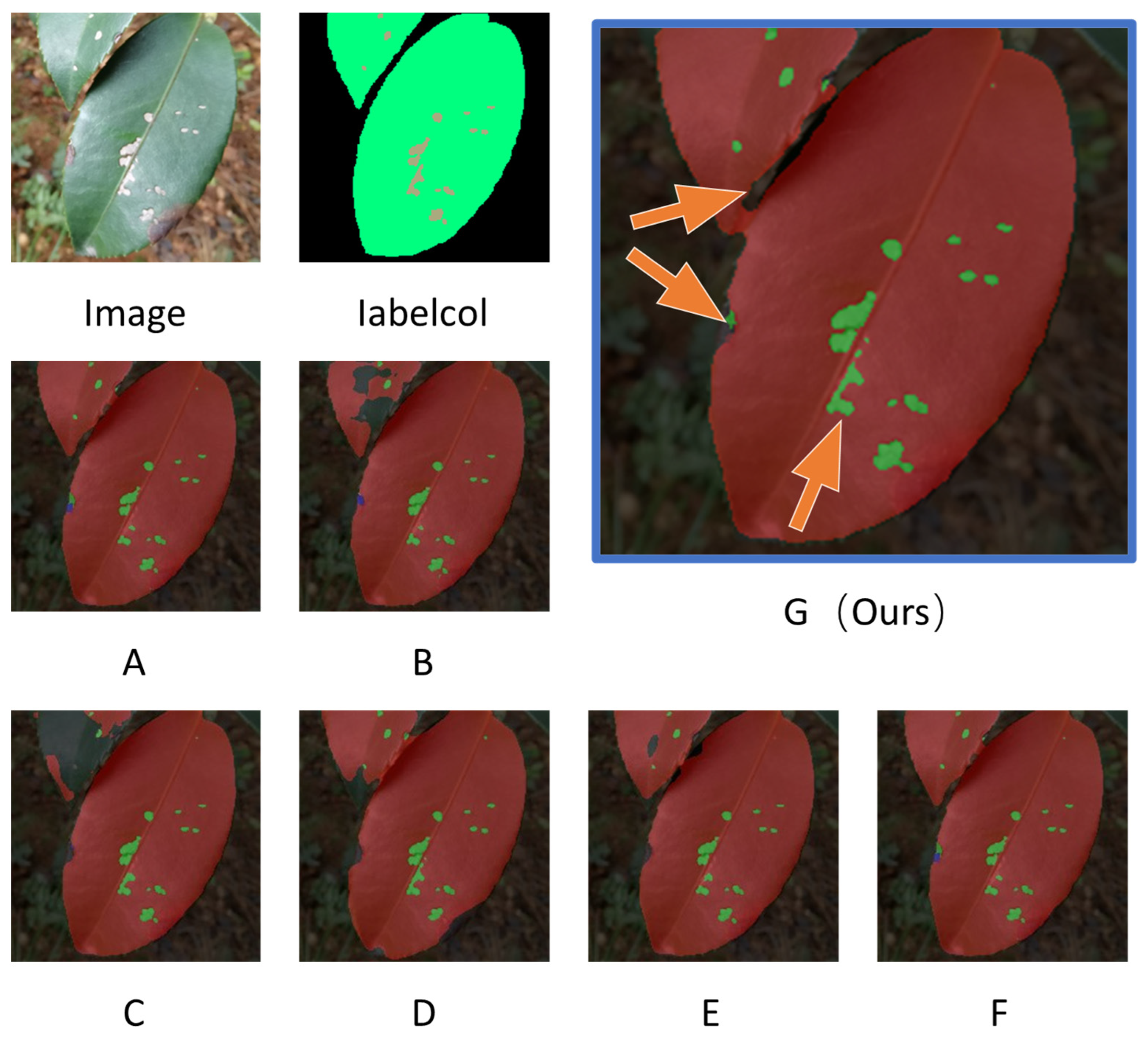 Plants 13 02274 g004