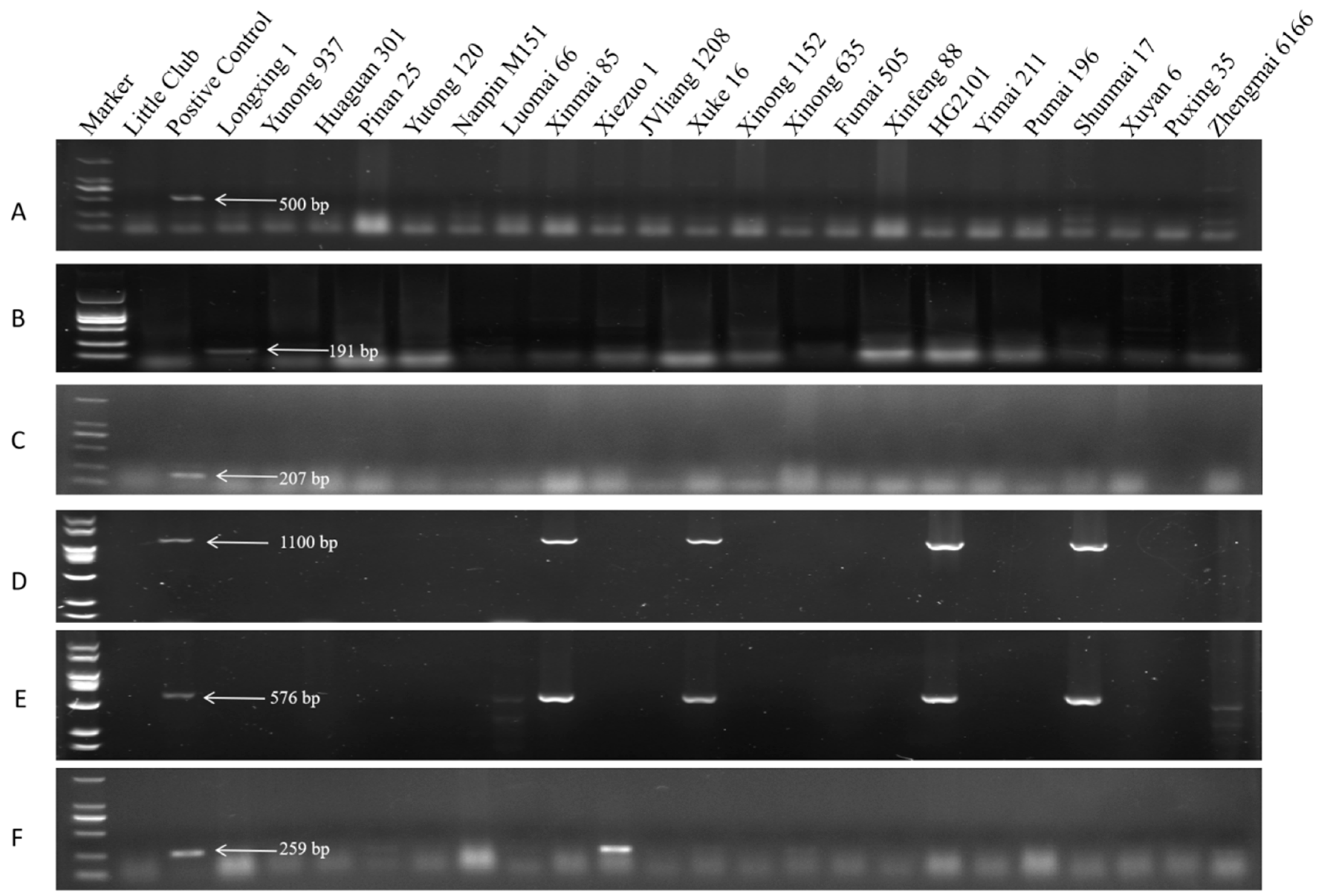 Plants 13 02286 g001