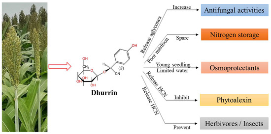 Dhurrin in Sorghum: Biosynthesis, Regulation, Biological