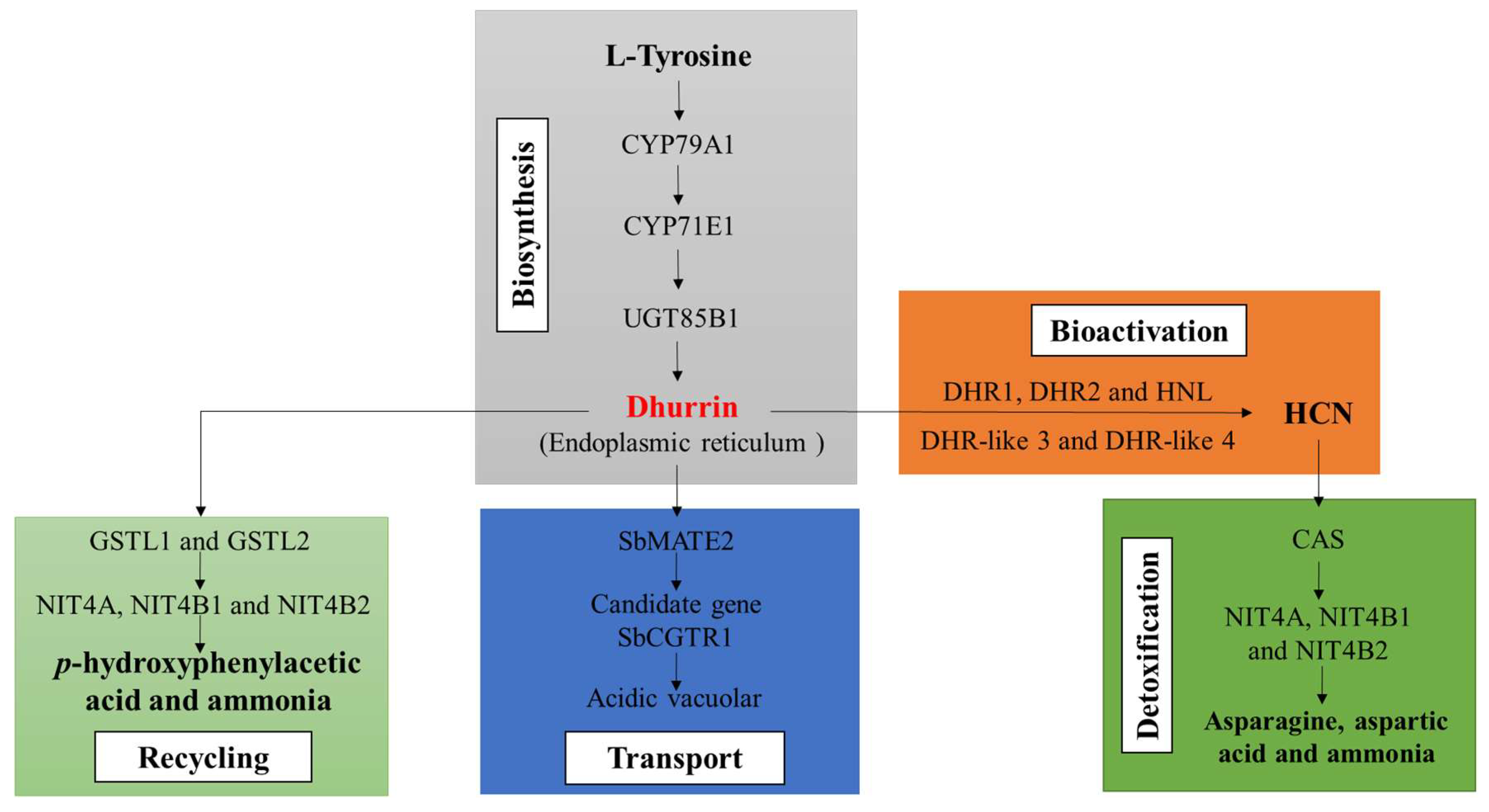 Plants 13 02291 g003