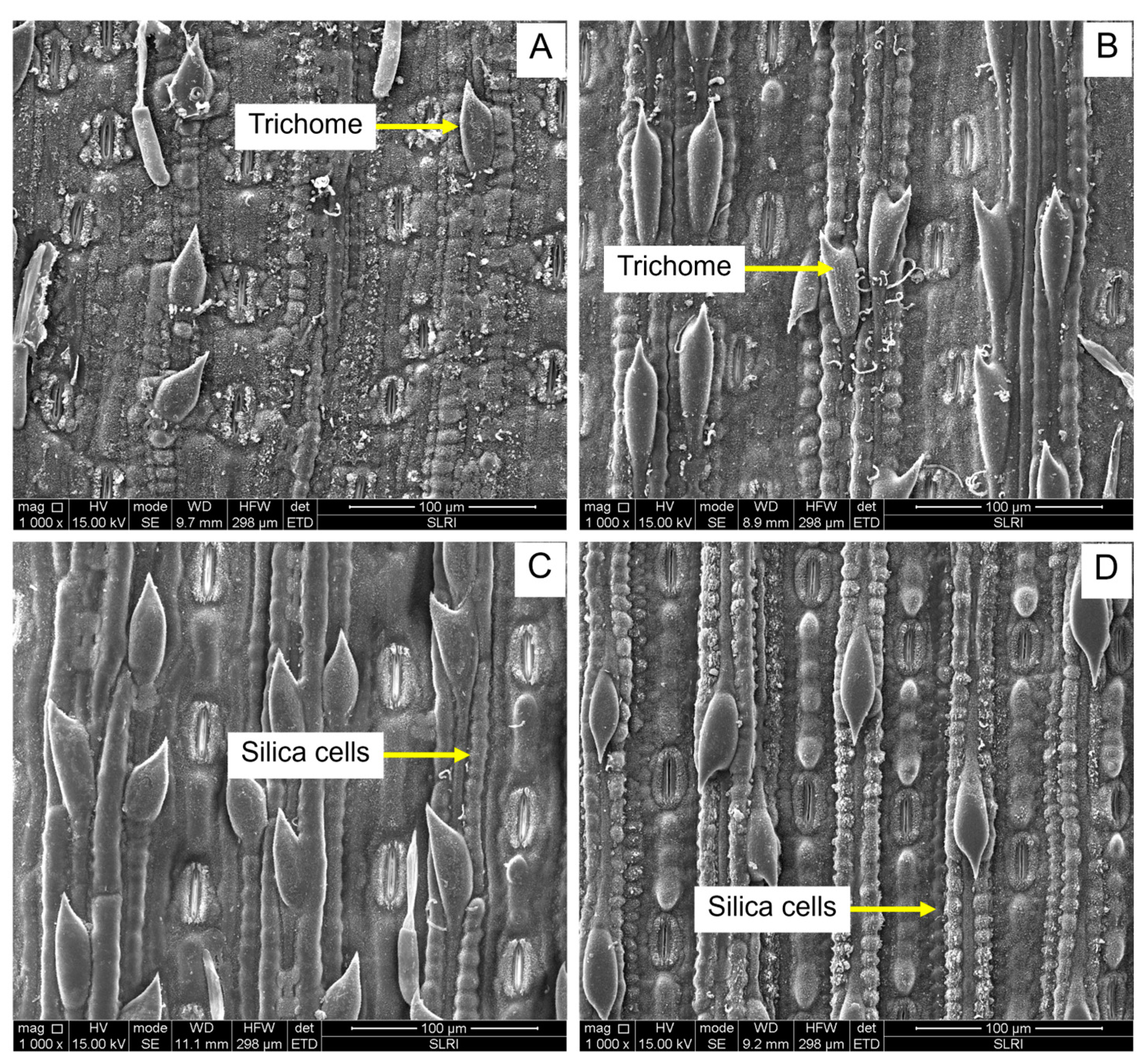 Plants 13 02299 g006