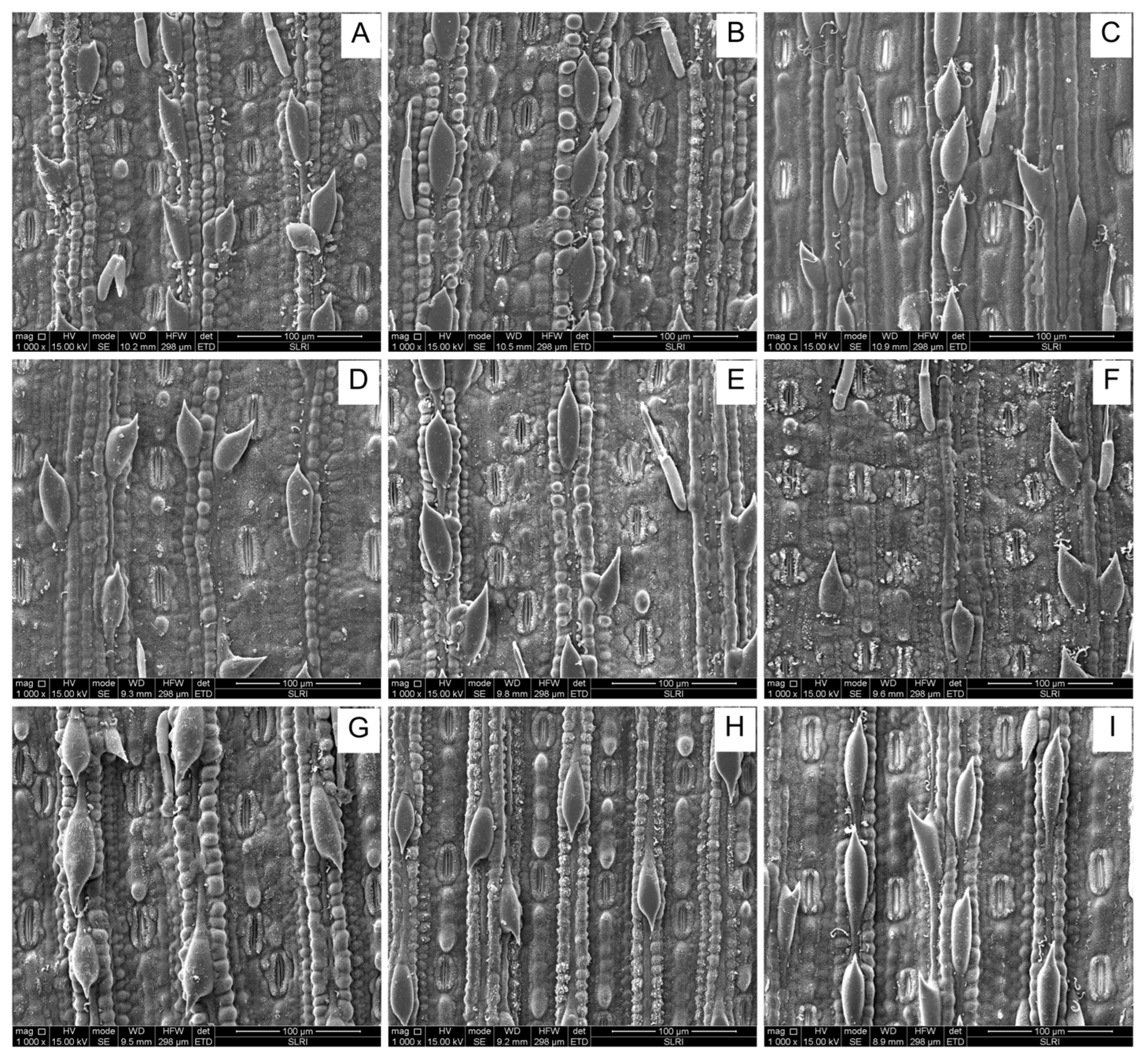 Plants 13 02299 g007