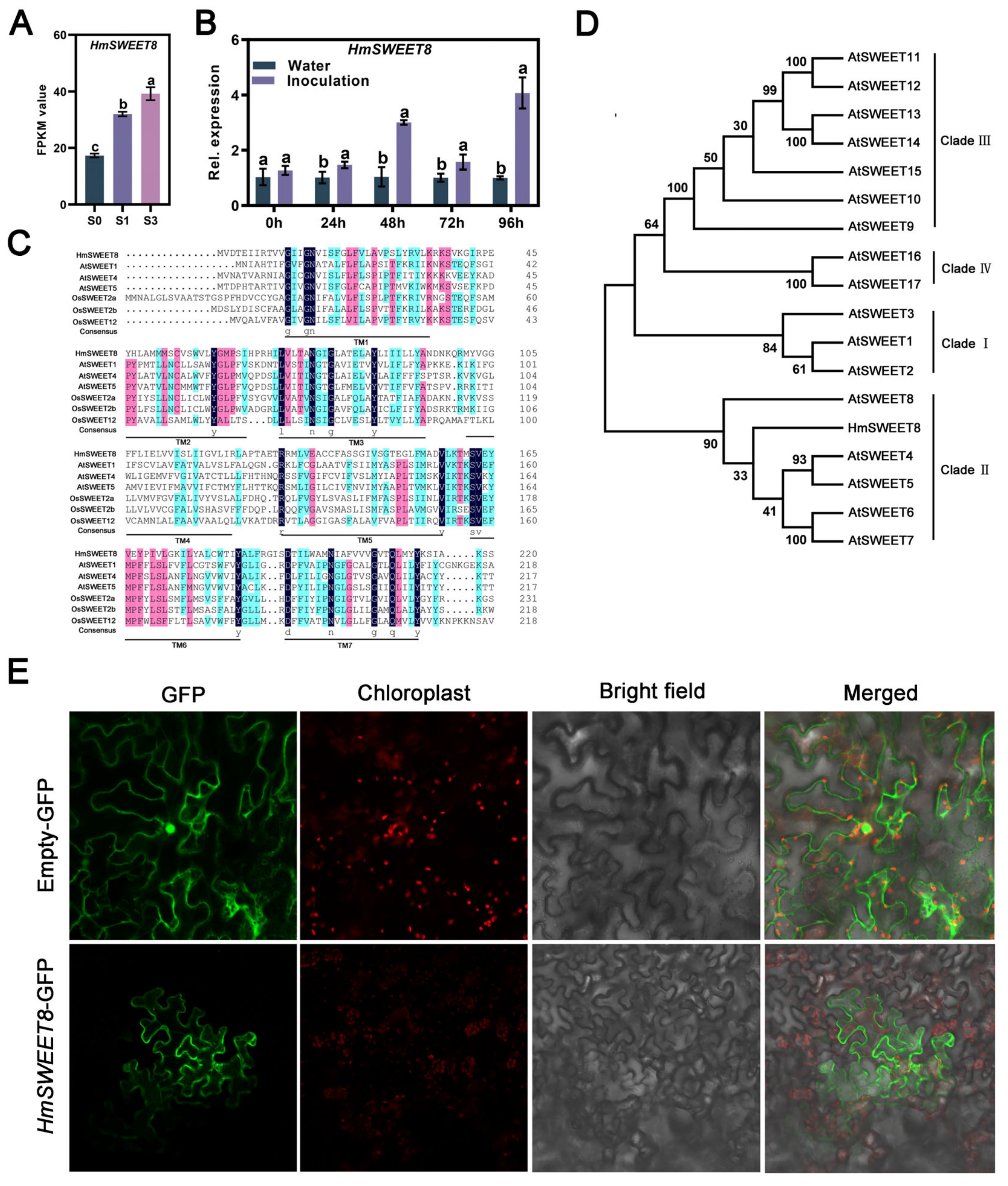 Plants 13 02302 g001