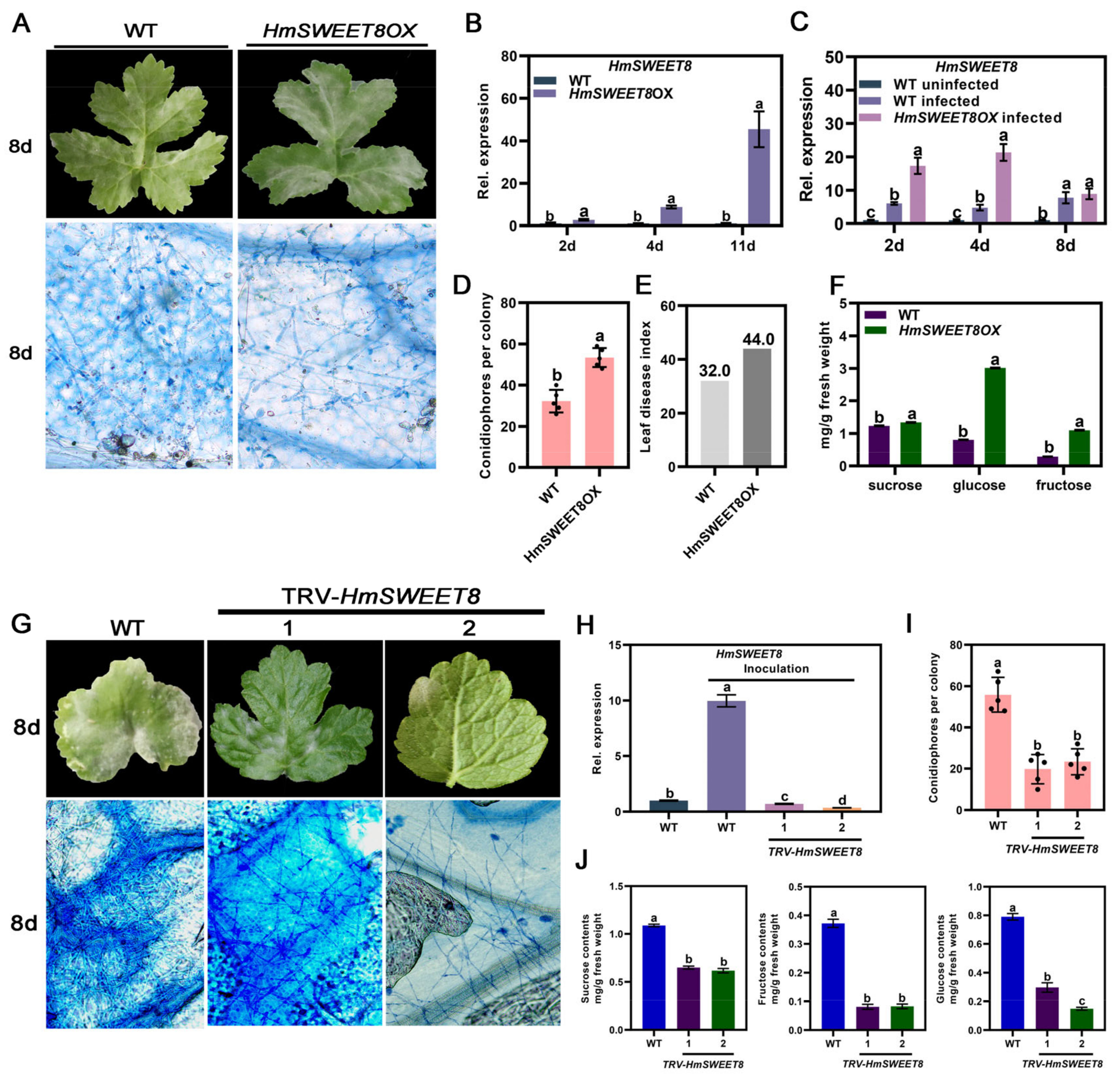 Plants 13 02302 g003