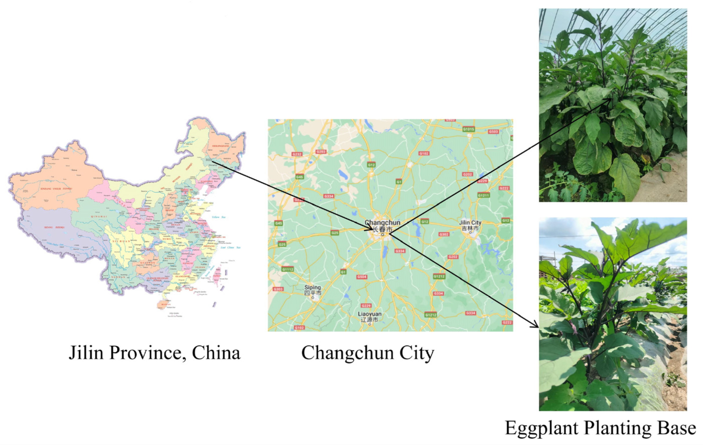 Plants 13 02303 g002