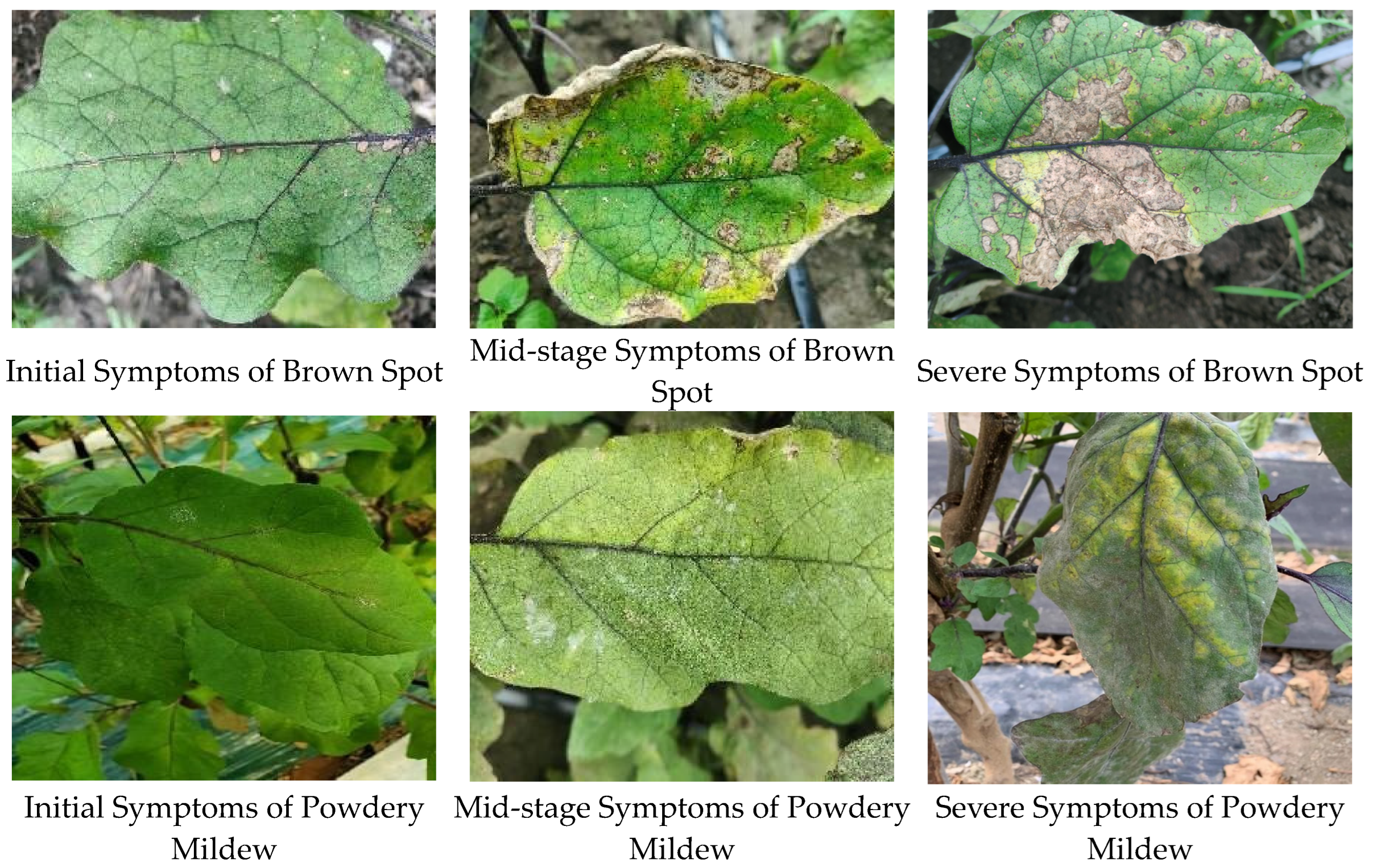 Plants 13 02303 g003