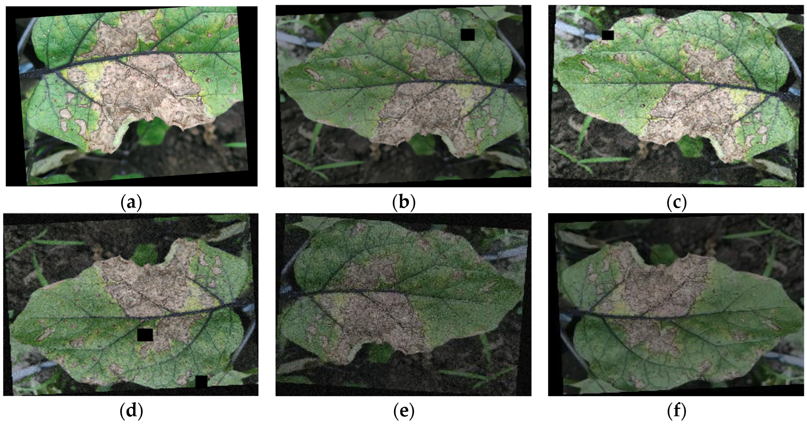 Plants 13 02303 g004