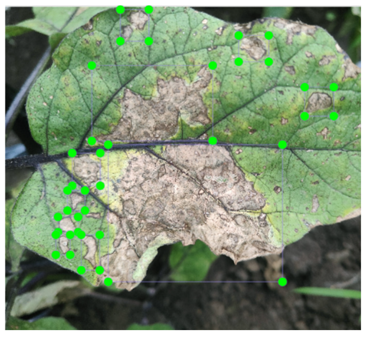 Plants 13 02303 g005