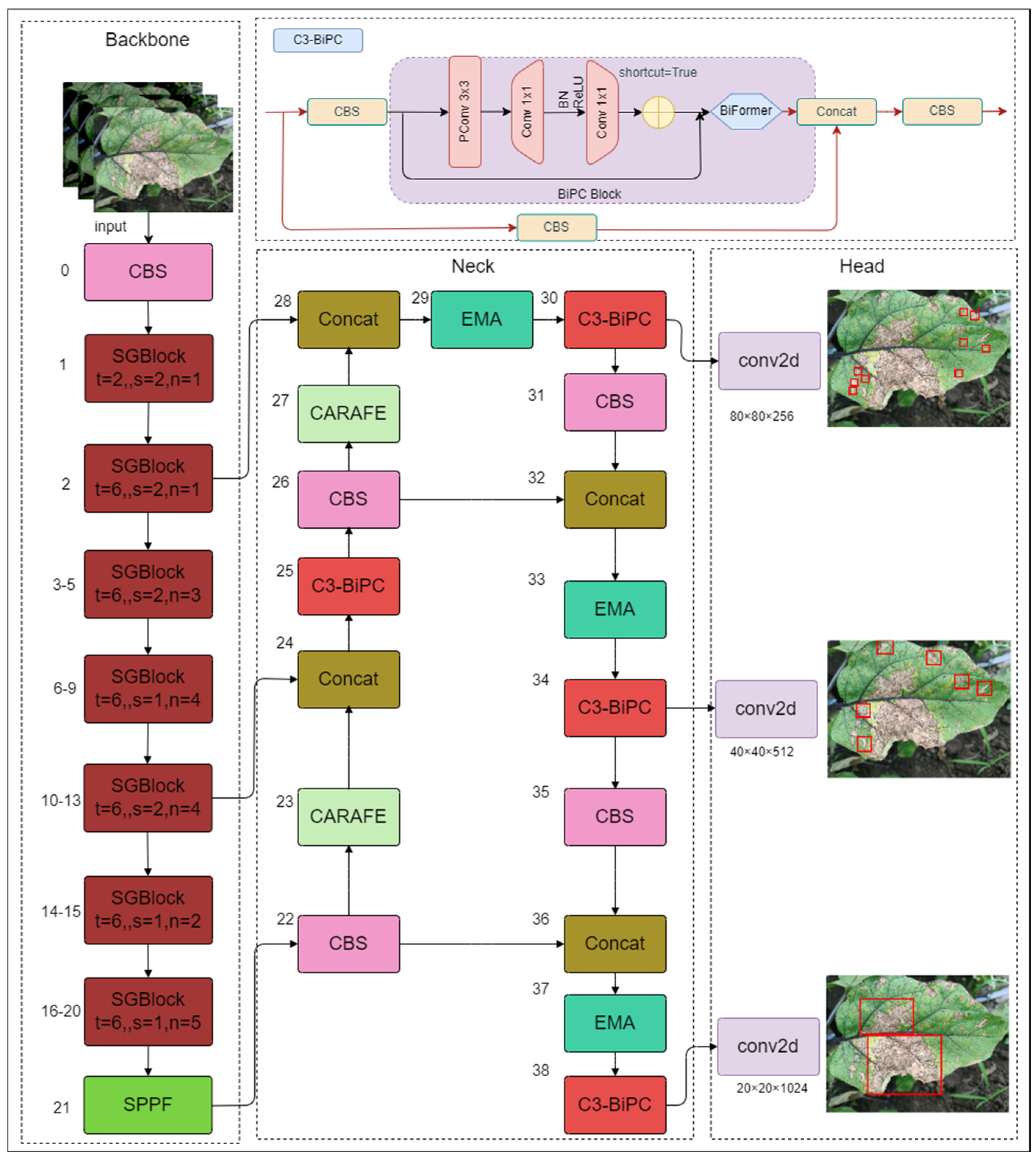 Plants 13 02303 g007