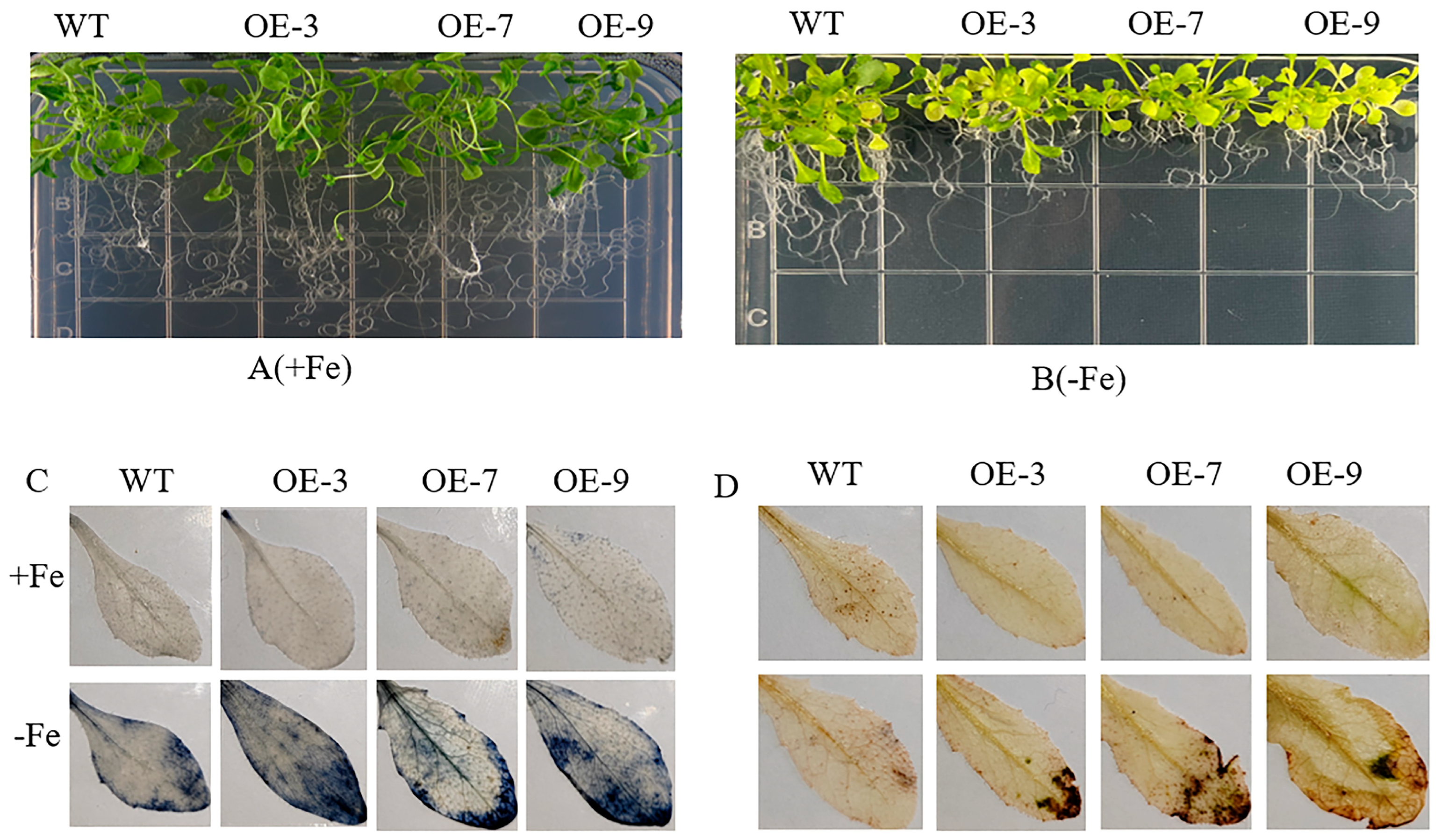 Plants 13 02317 g004