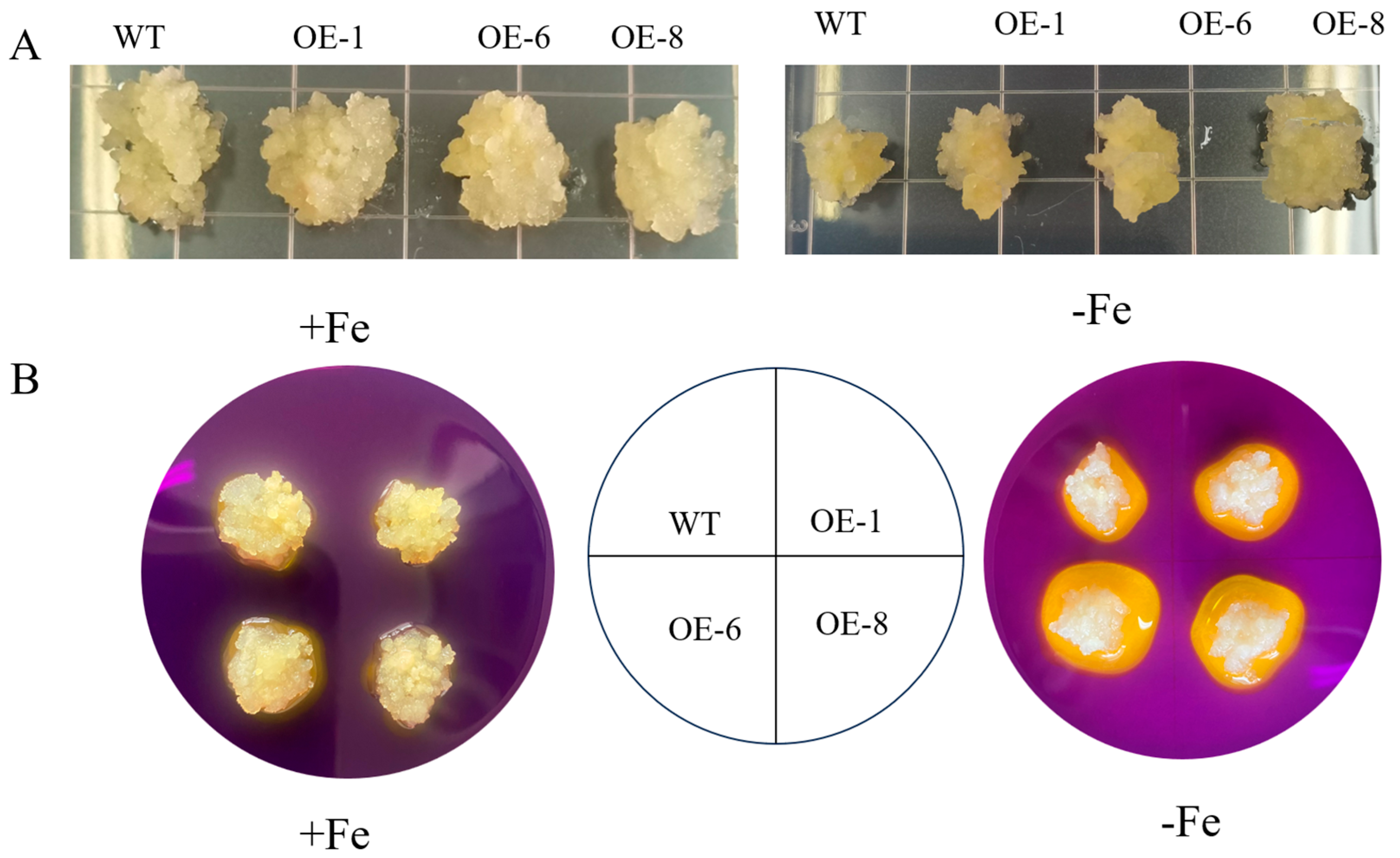 Plants 13 02317 g007