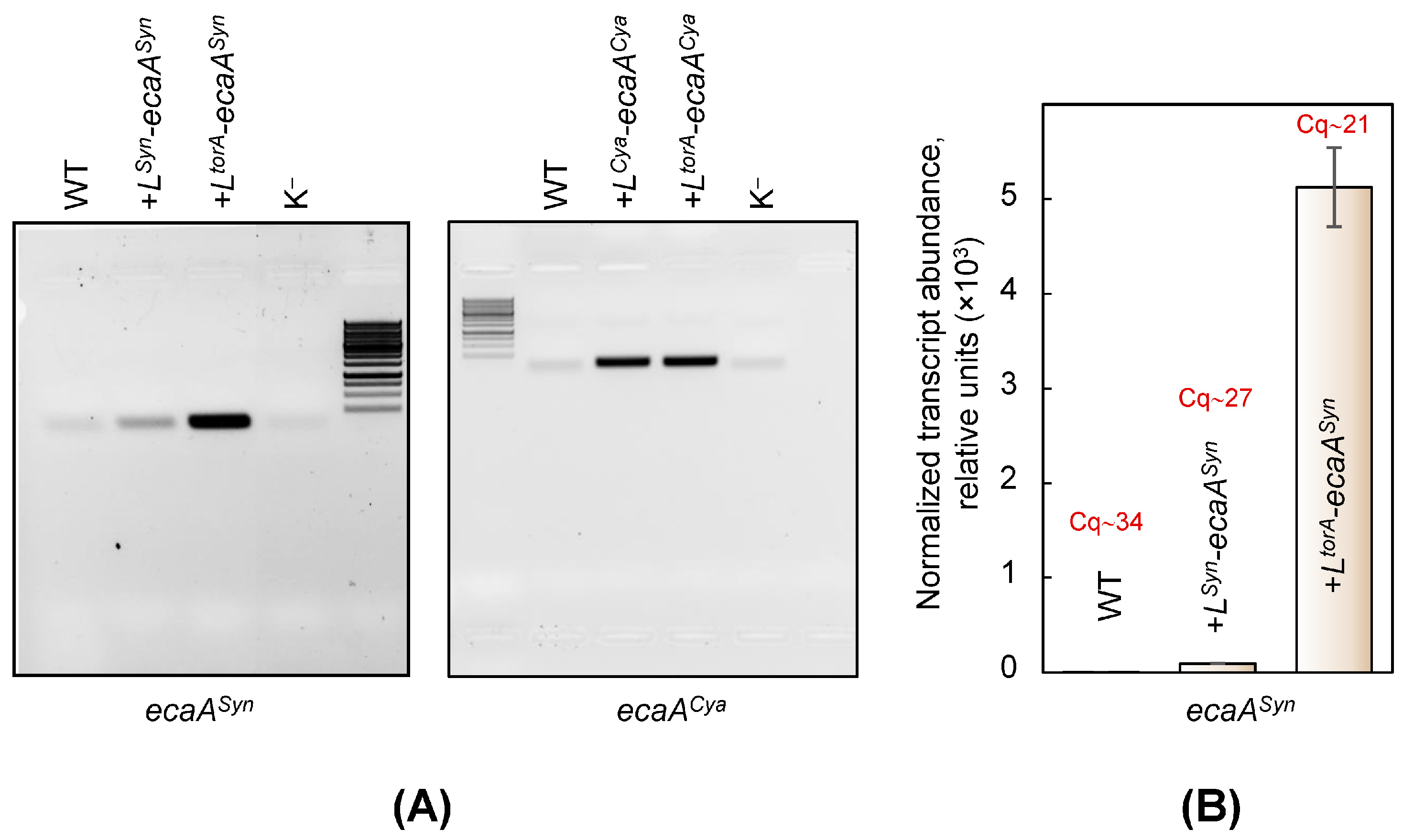 Plants 13 02323 g001