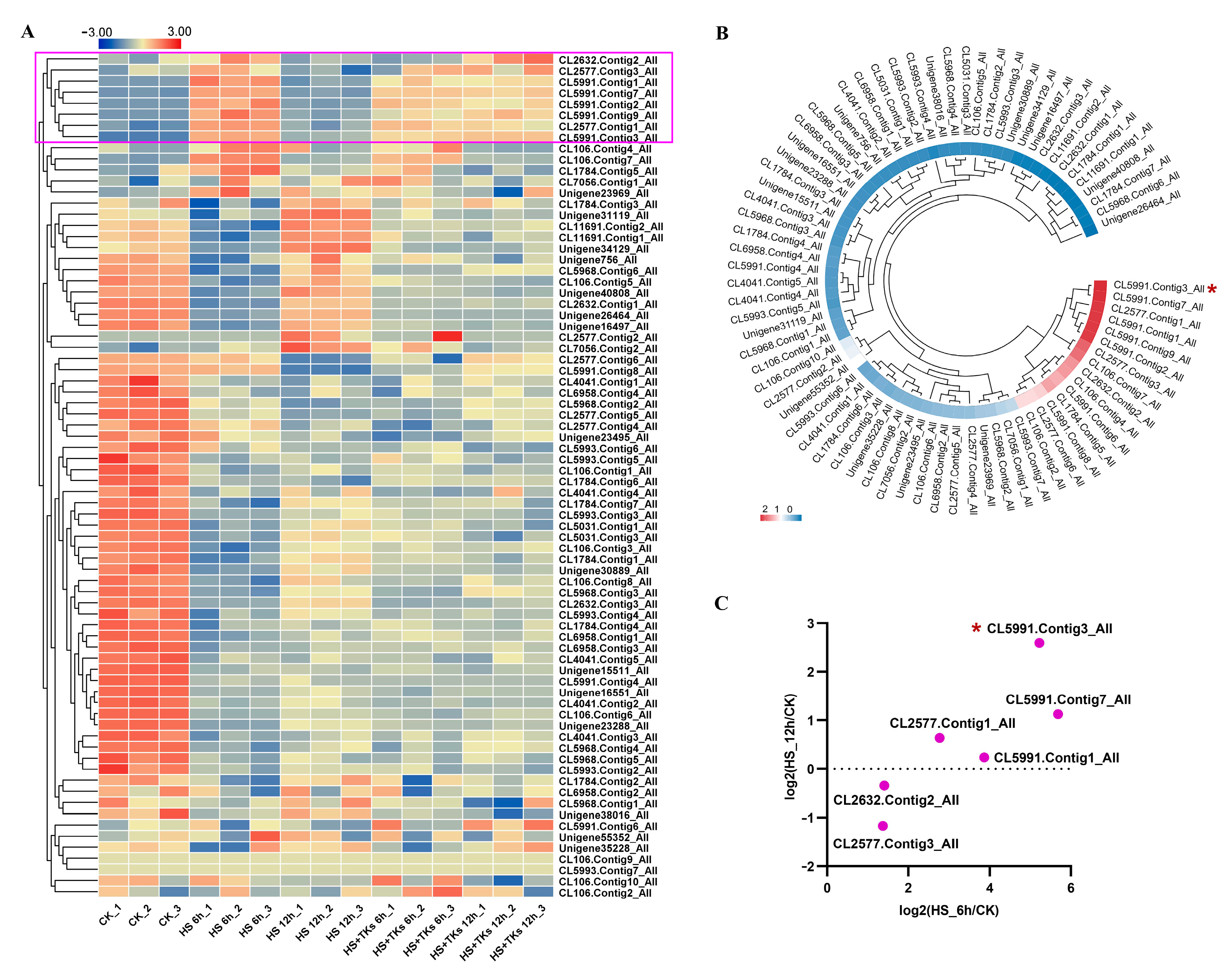 LzSCL9, a Novel GRAS Transcription Factor in Lanzhou Lily
