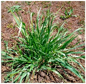 Plants 13 02331 i001