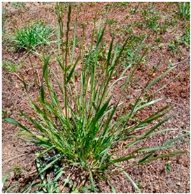 Plants 13 02331 i002