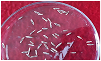 Plants 13 02331 i008