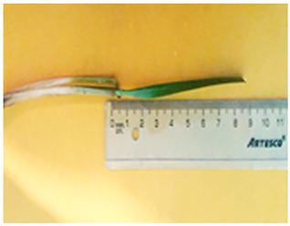 Plants 13 02331 i010