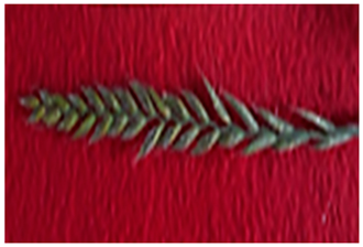 Plants 13 02331 i017