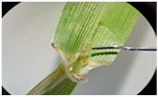 Plants 13 02331 i020