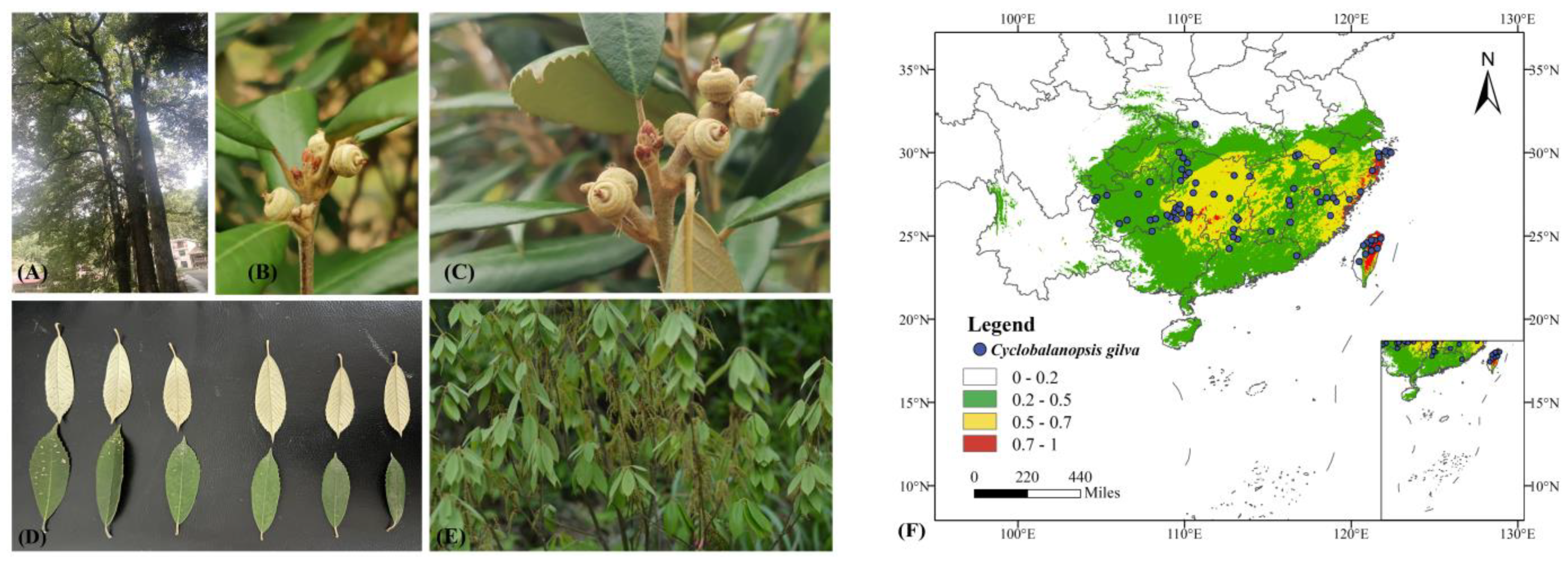 Plants 13 02336 g001