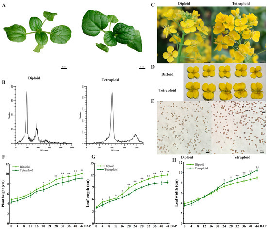 Comparative Morphological, Physiological, and Transcriptomic