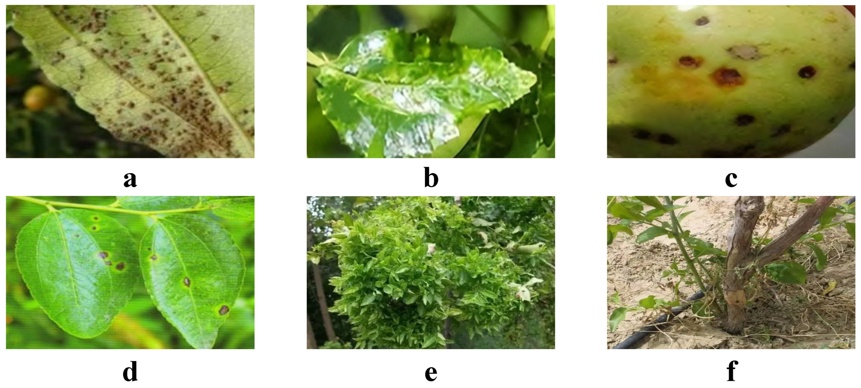 Plants 13 02348 g001