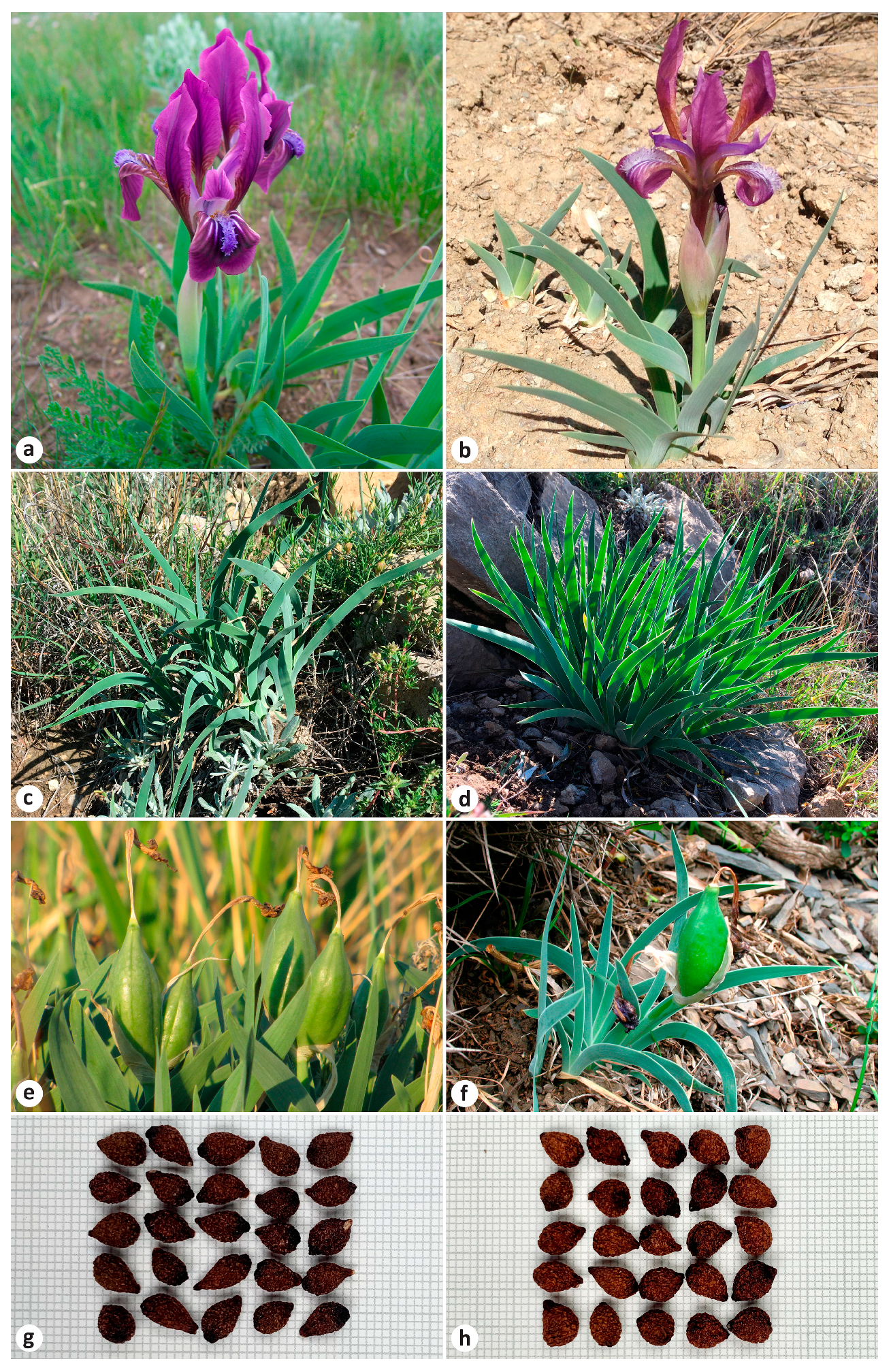 Plants 13 02349 g001