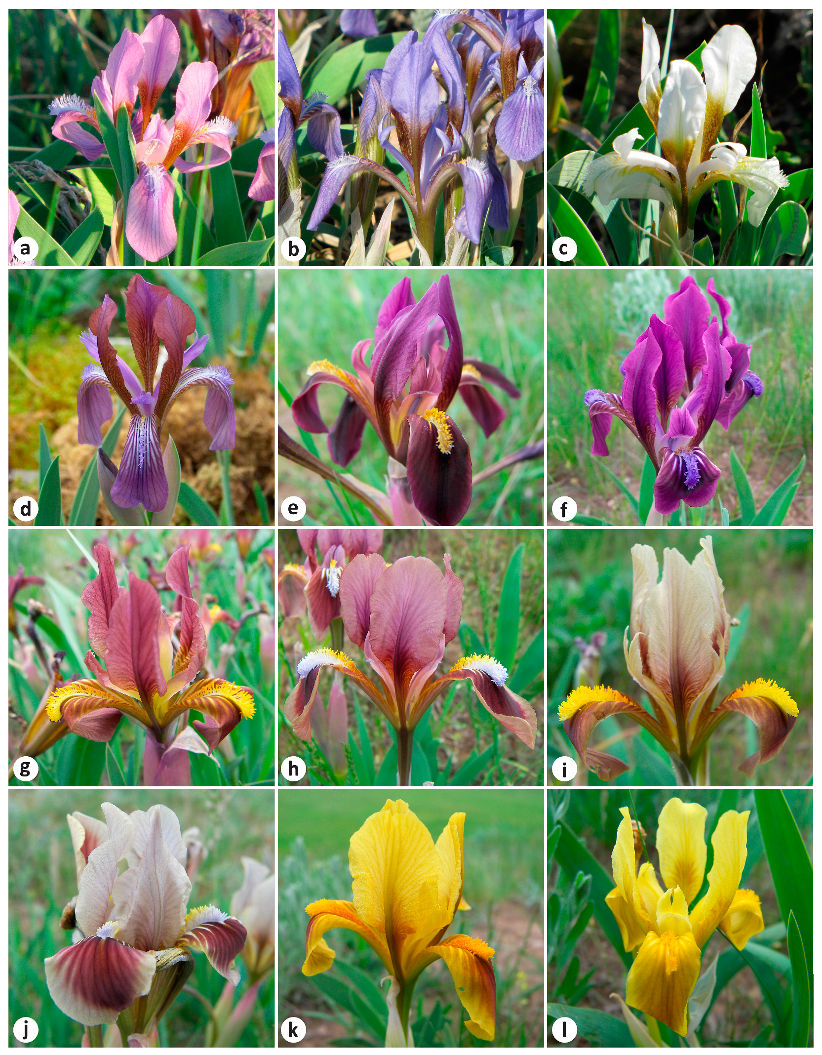 Plants 13 02349 g005