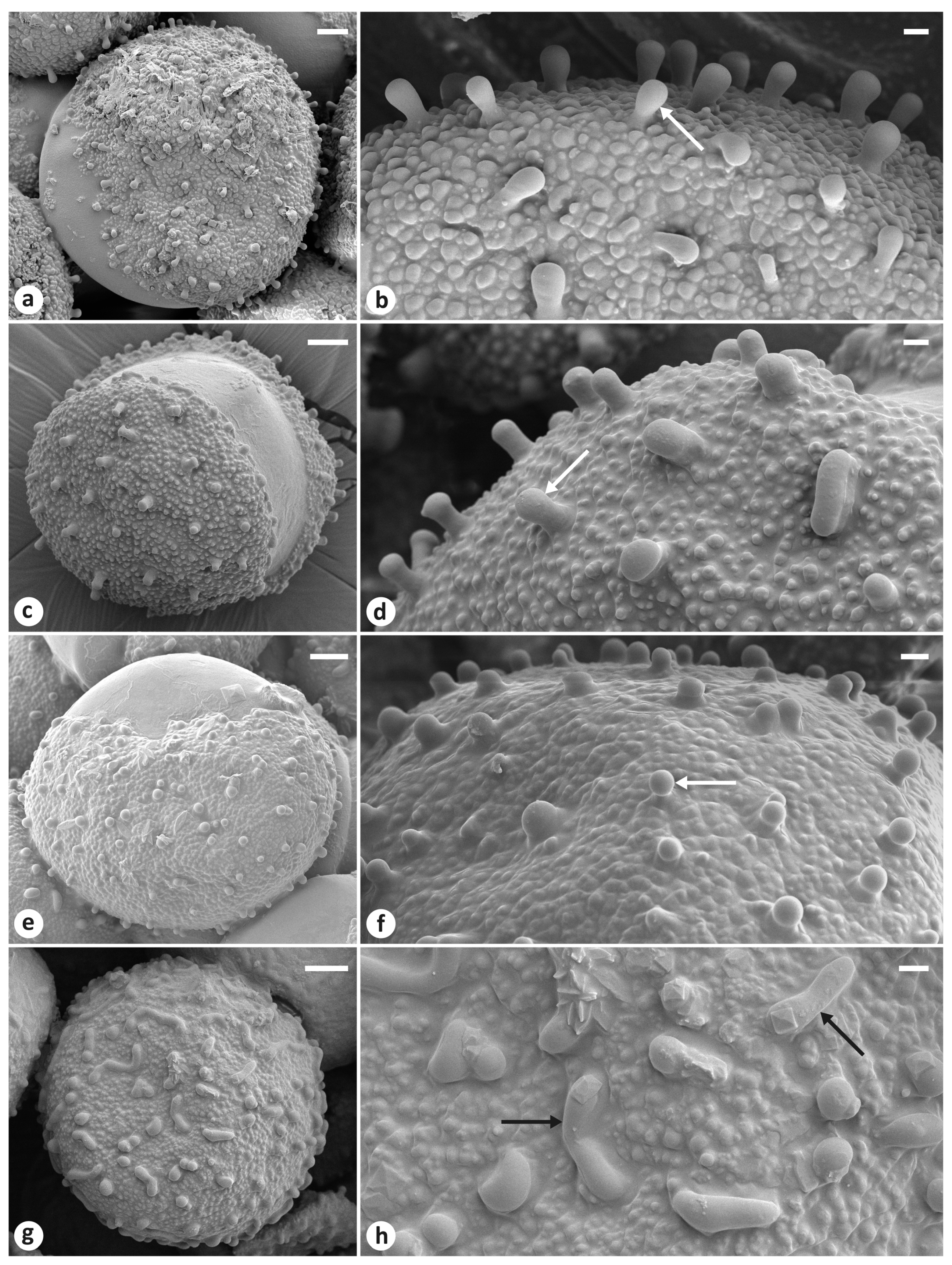 Plants 13 02349 g007