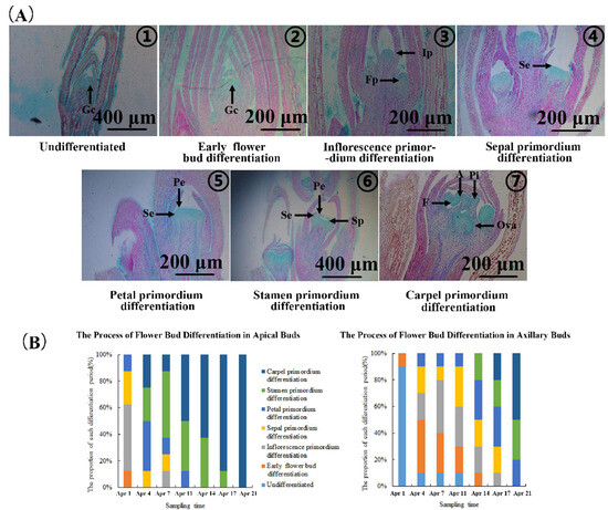 Possible Mechanism of Sucrose and Trehalose-6-Phosphate in