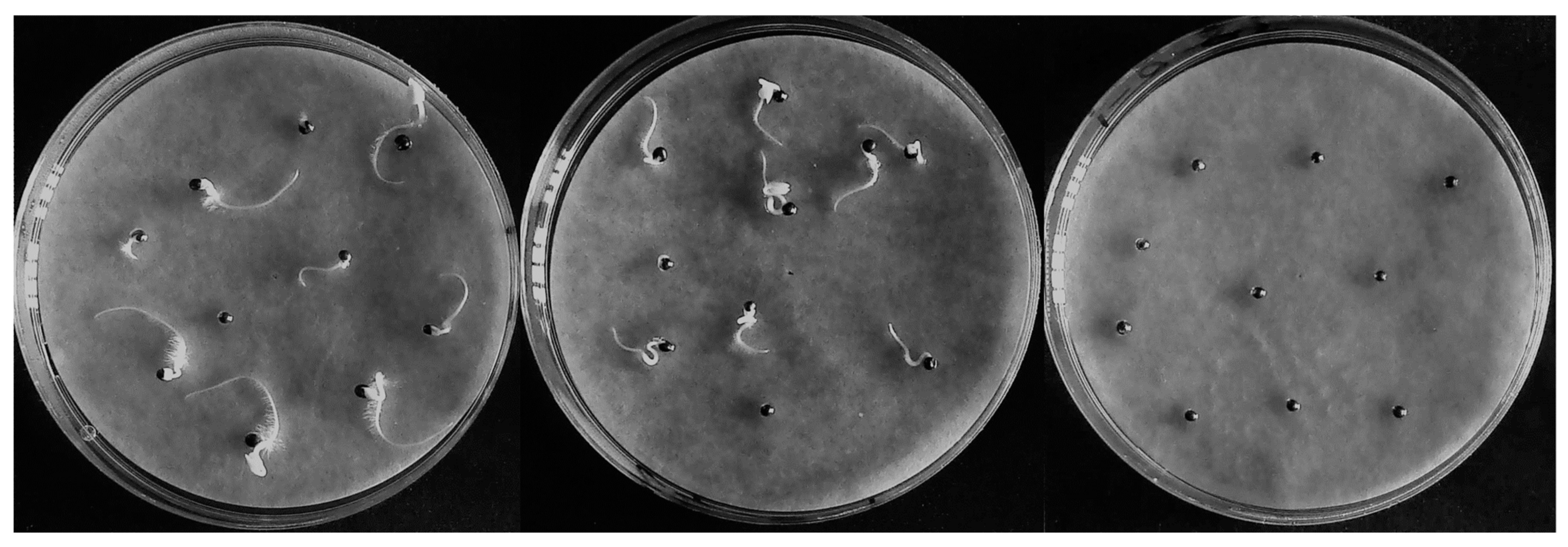 Plants 13 02360 g0a1