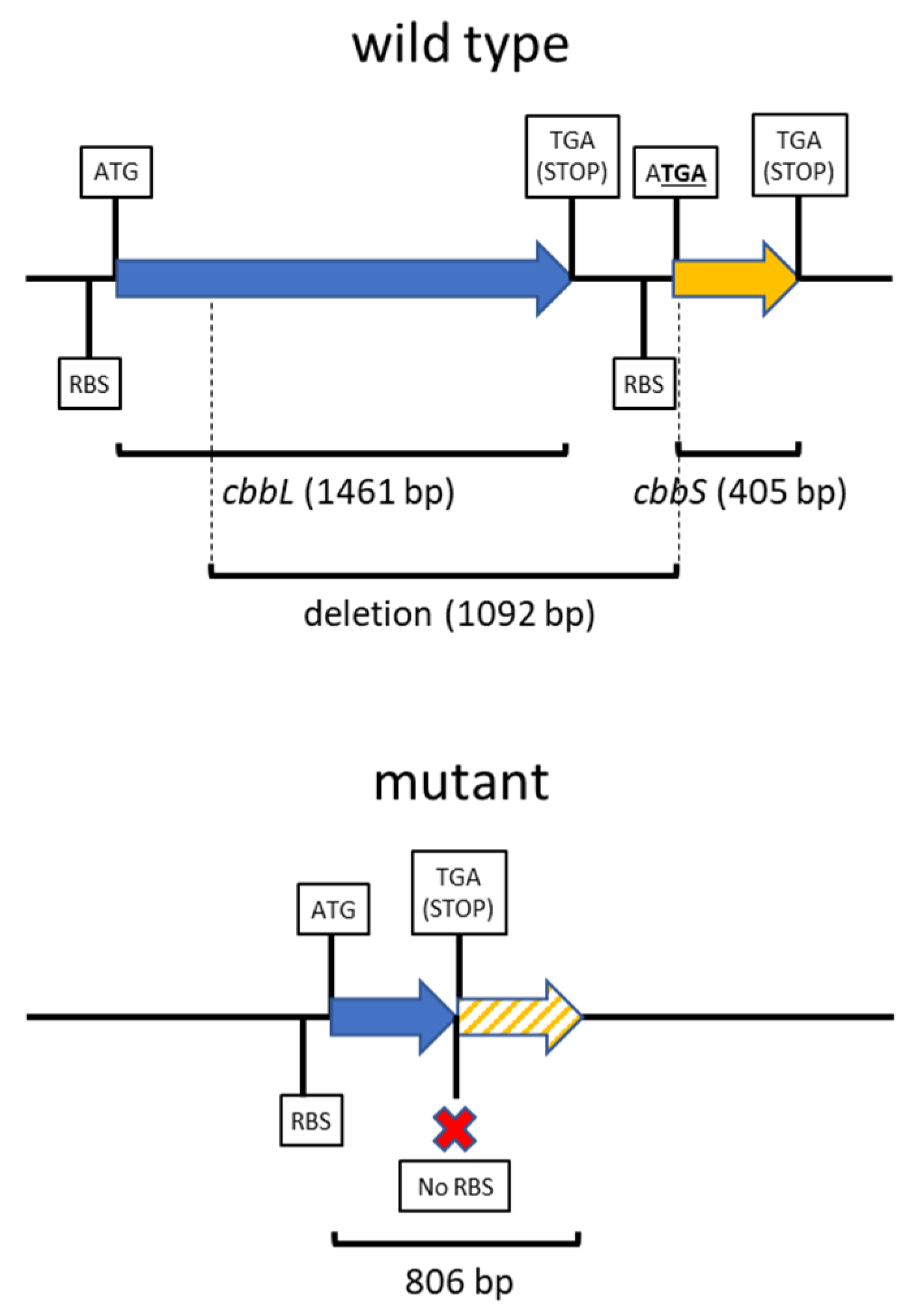 Plants 13 02362 g002 Plants 13 02362 g002