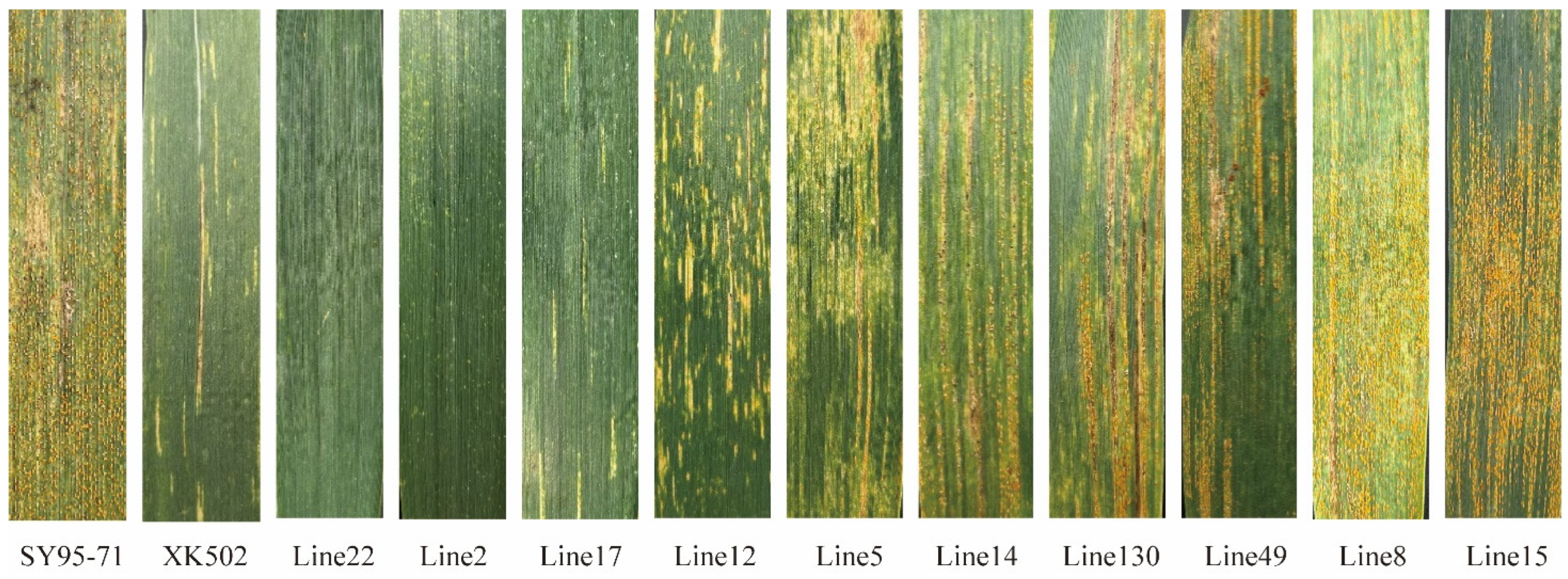 Plants 13 02365 g002 Plants 13 02365 g002